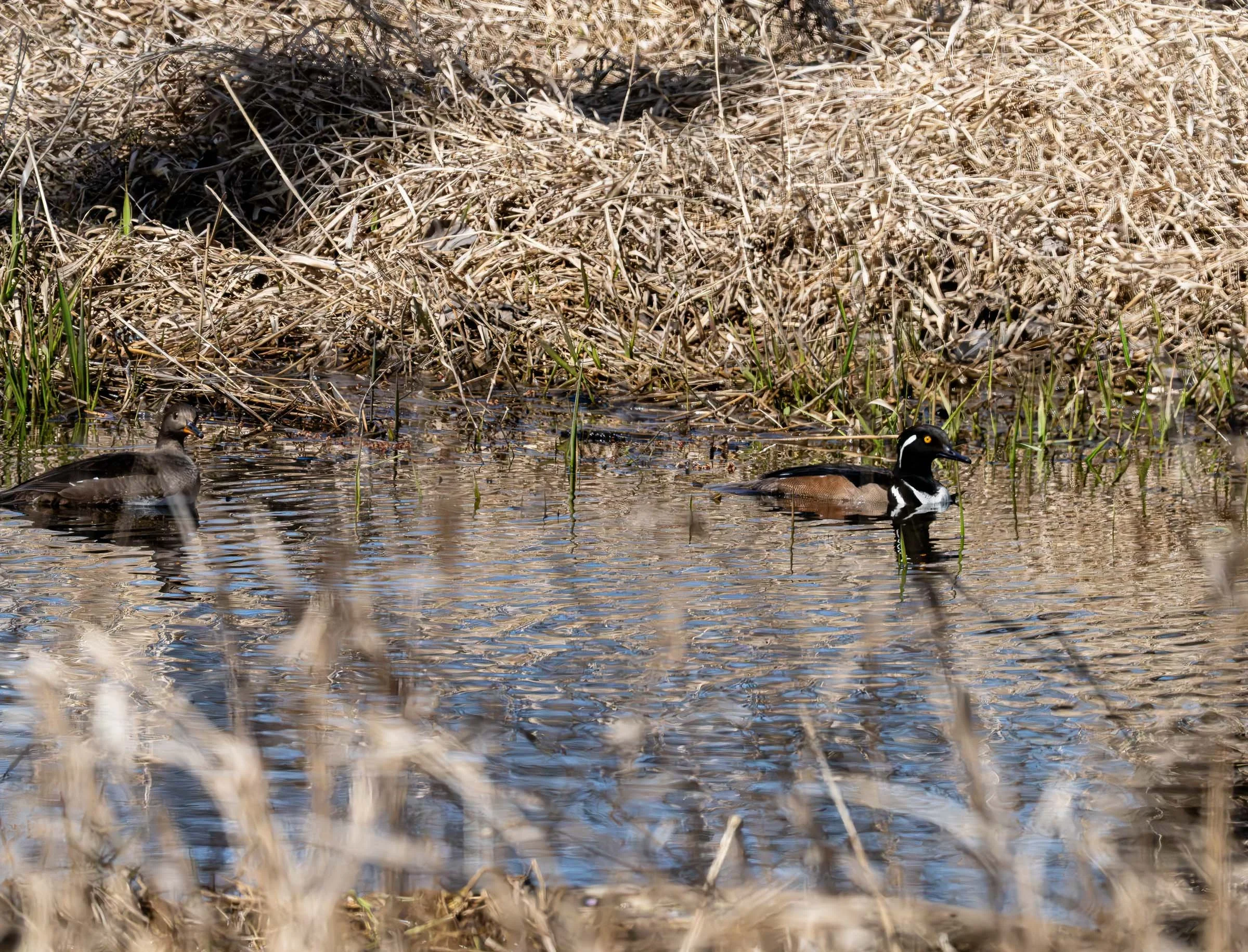 Merganser Couple Smaller.jpg
