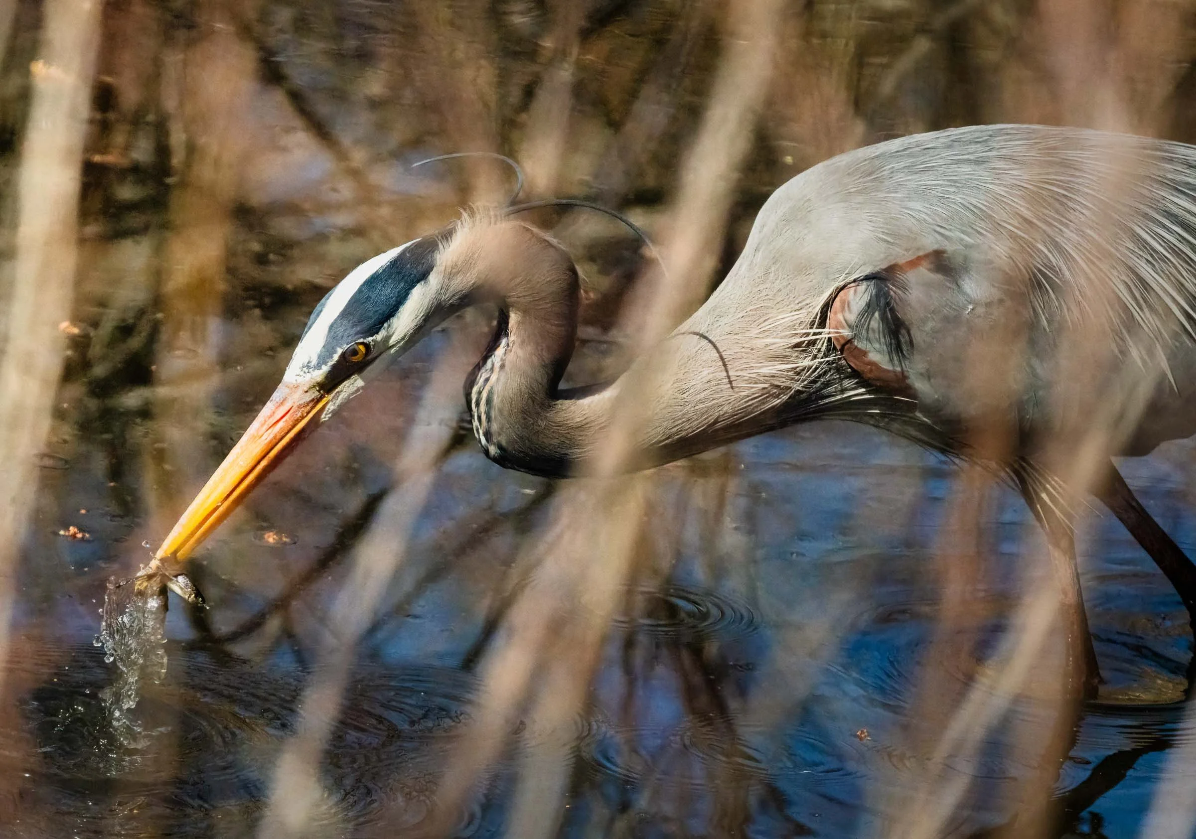 Great Blue Heron Fishing Smaller.jpg