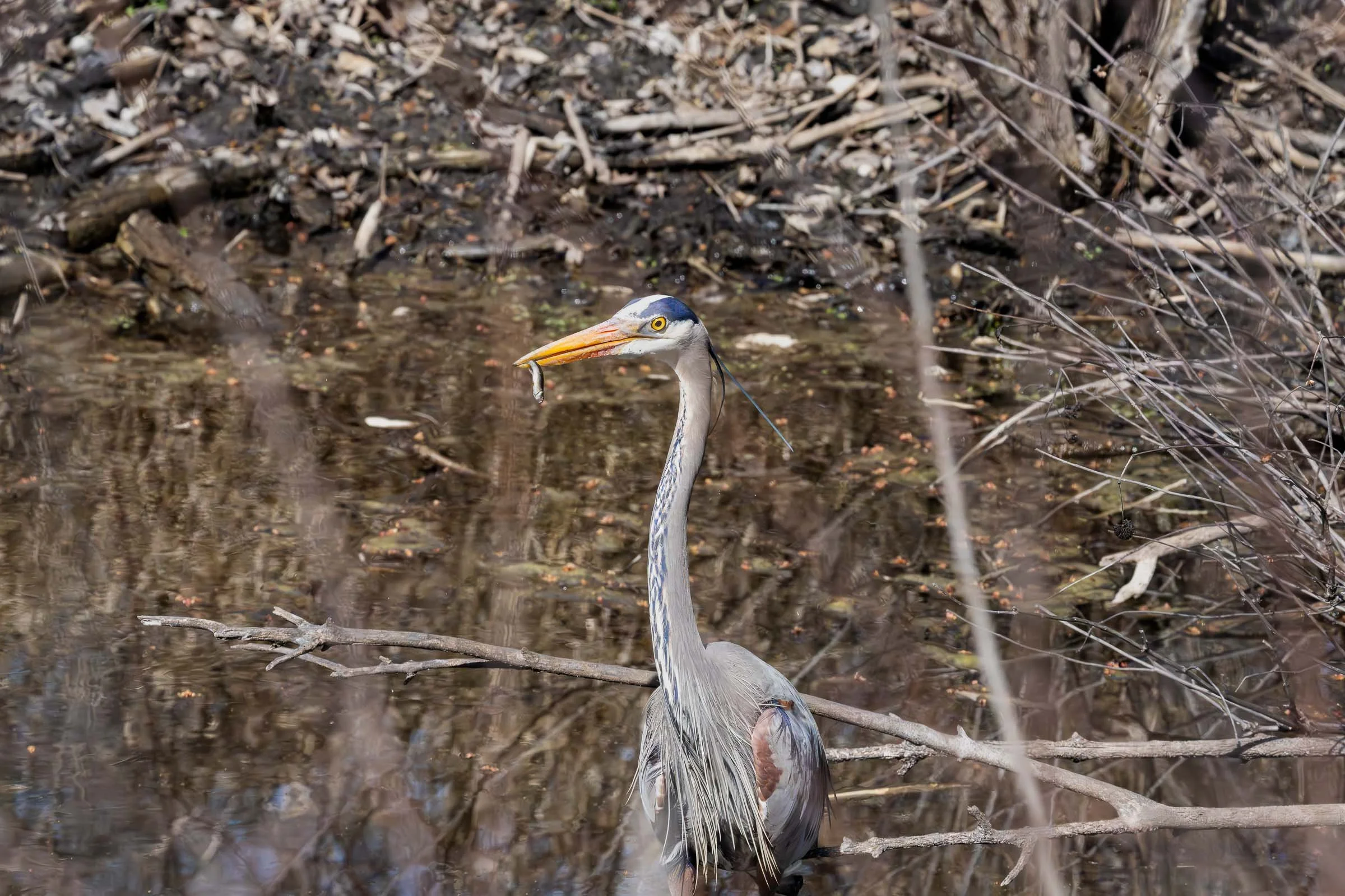 Great Blue Heron w Fish Smaller.jpg