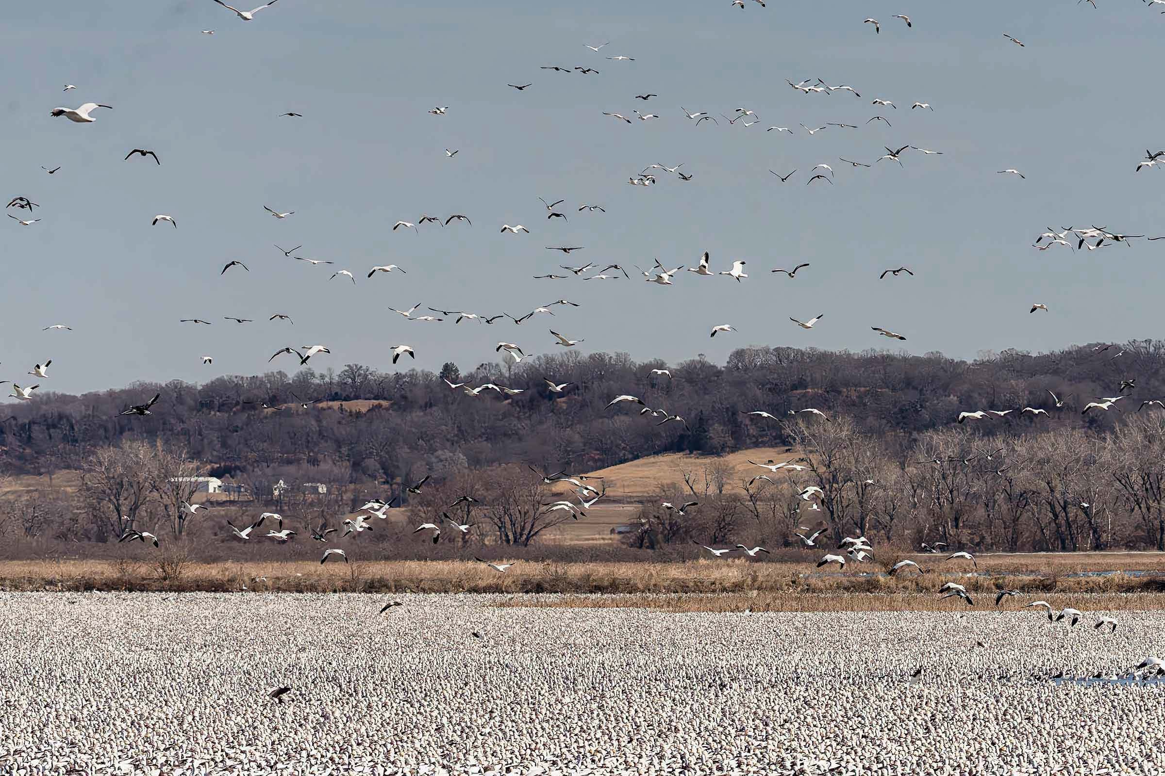 Geese on the Marsh Small.jpg