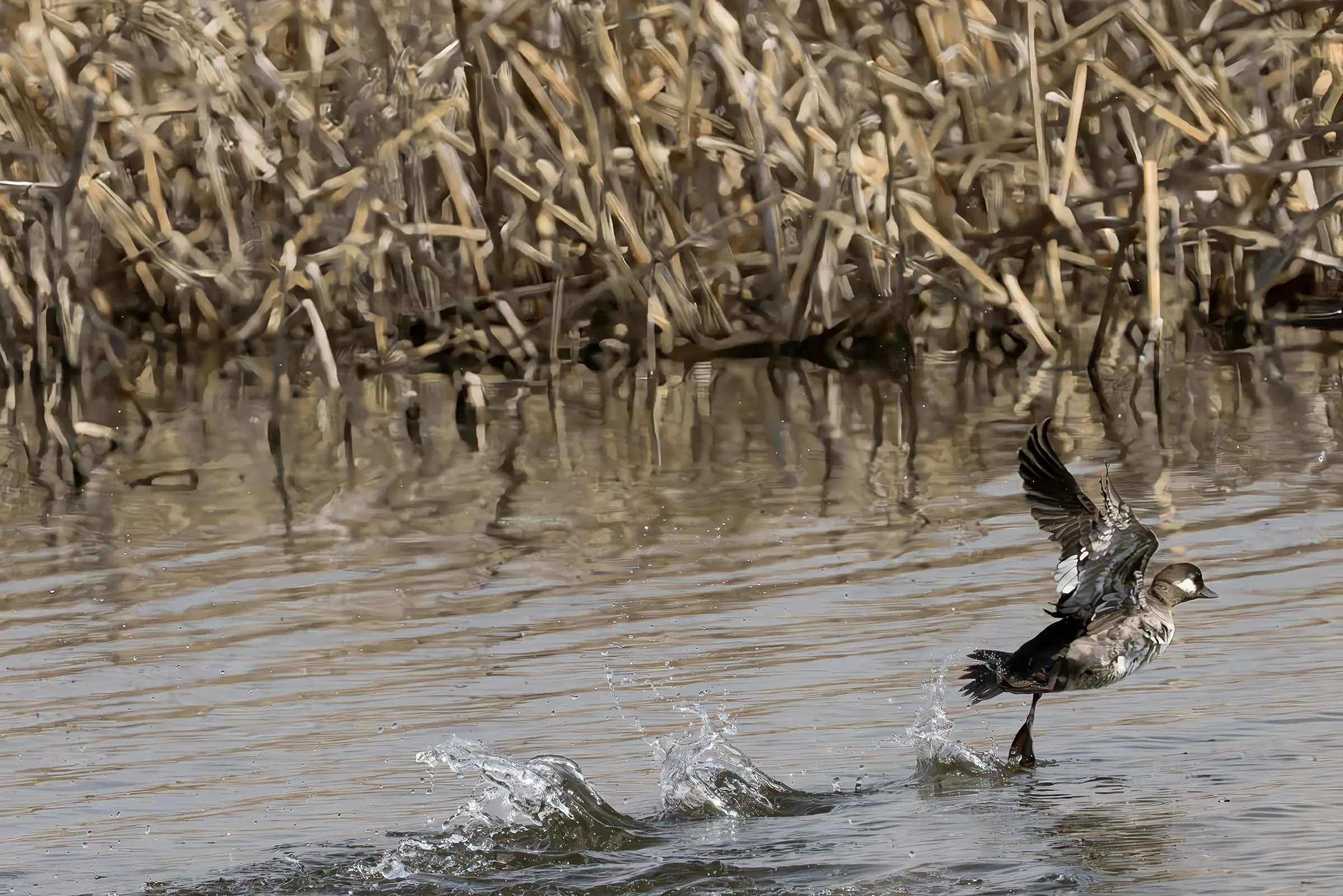 Female Hooded Merganser Takeoff Smaller.jpg