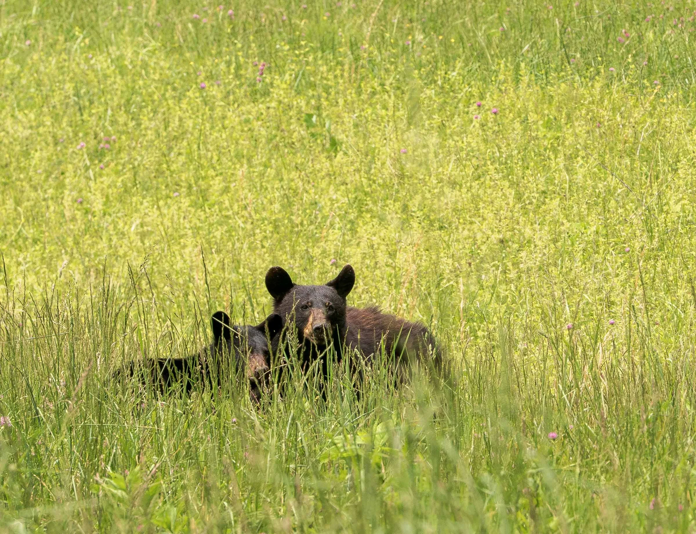 Mother Bear with Cub.jpg