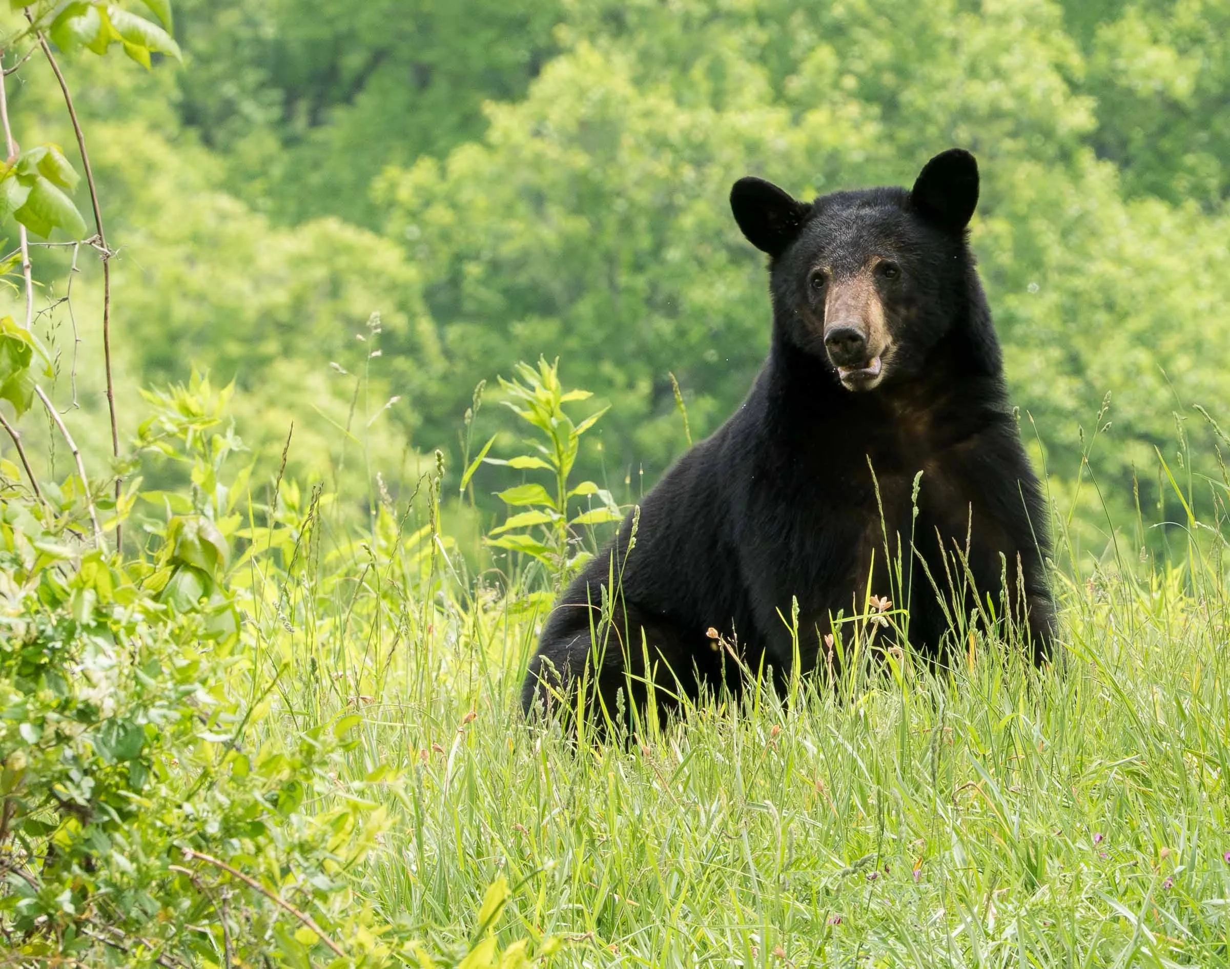 Smokey Mtn National Park-Bear.jpg