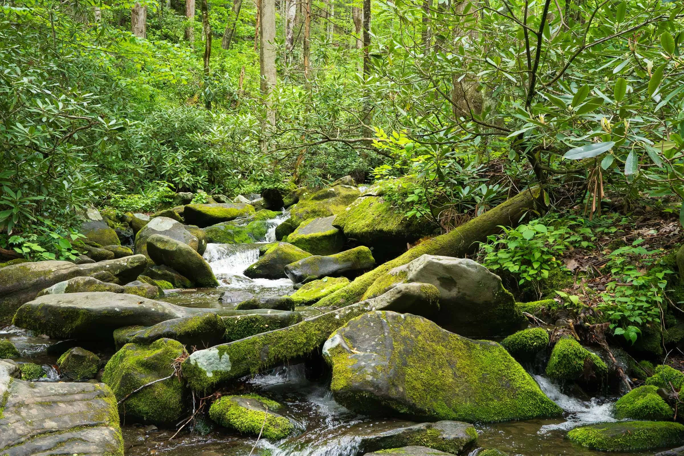 Smokey Mountain National Park-4.jpg