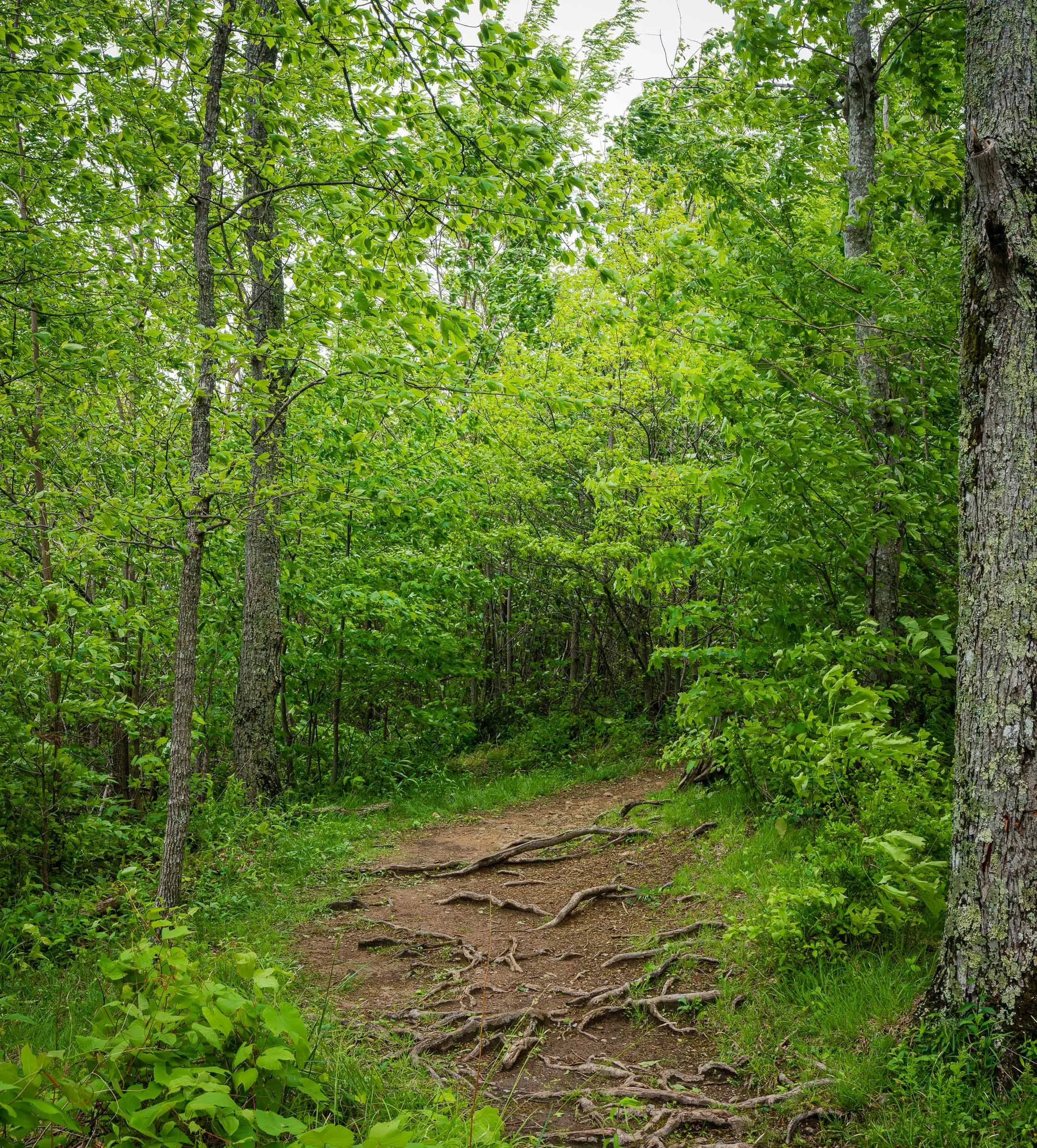 Smokey Mountain National Park-5.jpg