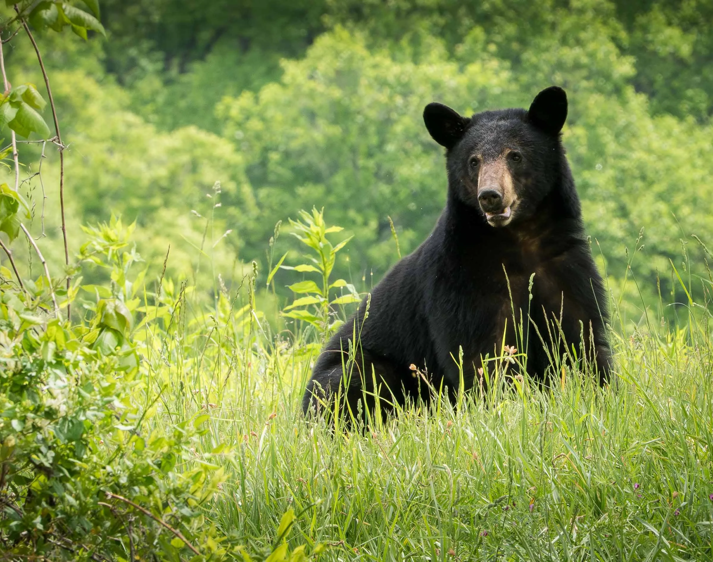 Where the Earth Breathes: A Journey Through the Mist of Great Smoky Mountain National Park