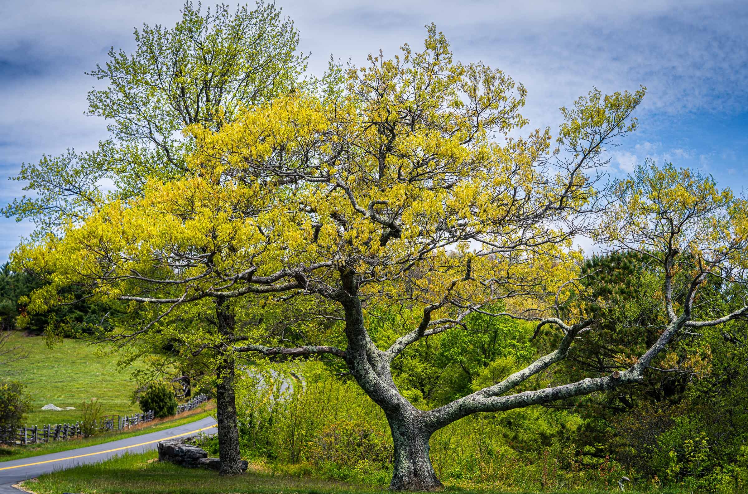 Blue Ridge Parkway-5.jpg