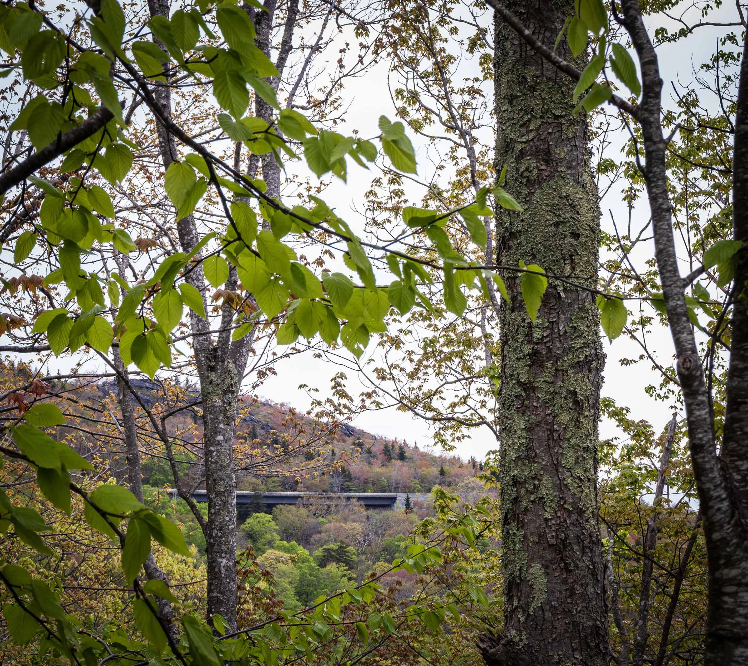 Blue Ridge Parkway-Linn Cove Viaduct-2.jpg