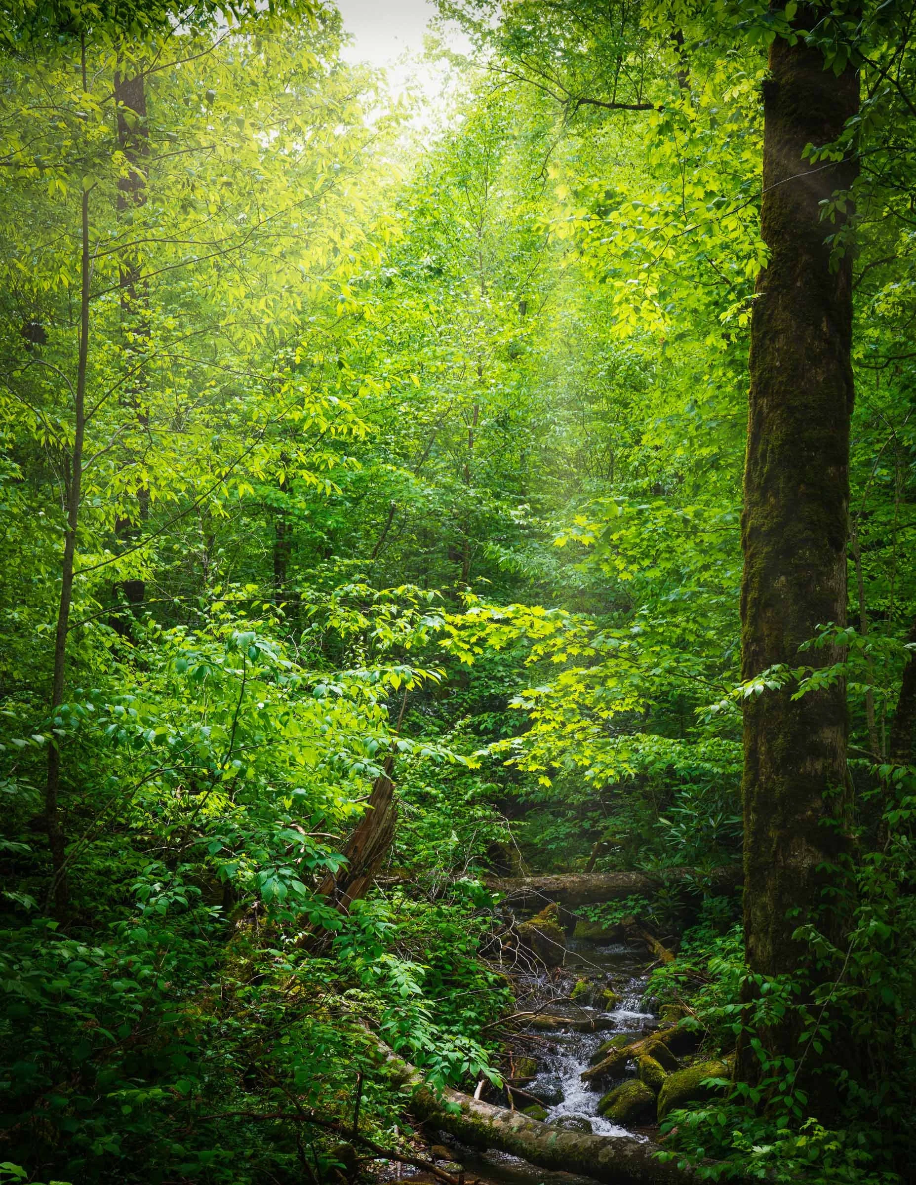 Smokey Mountain National Park-8.jpg