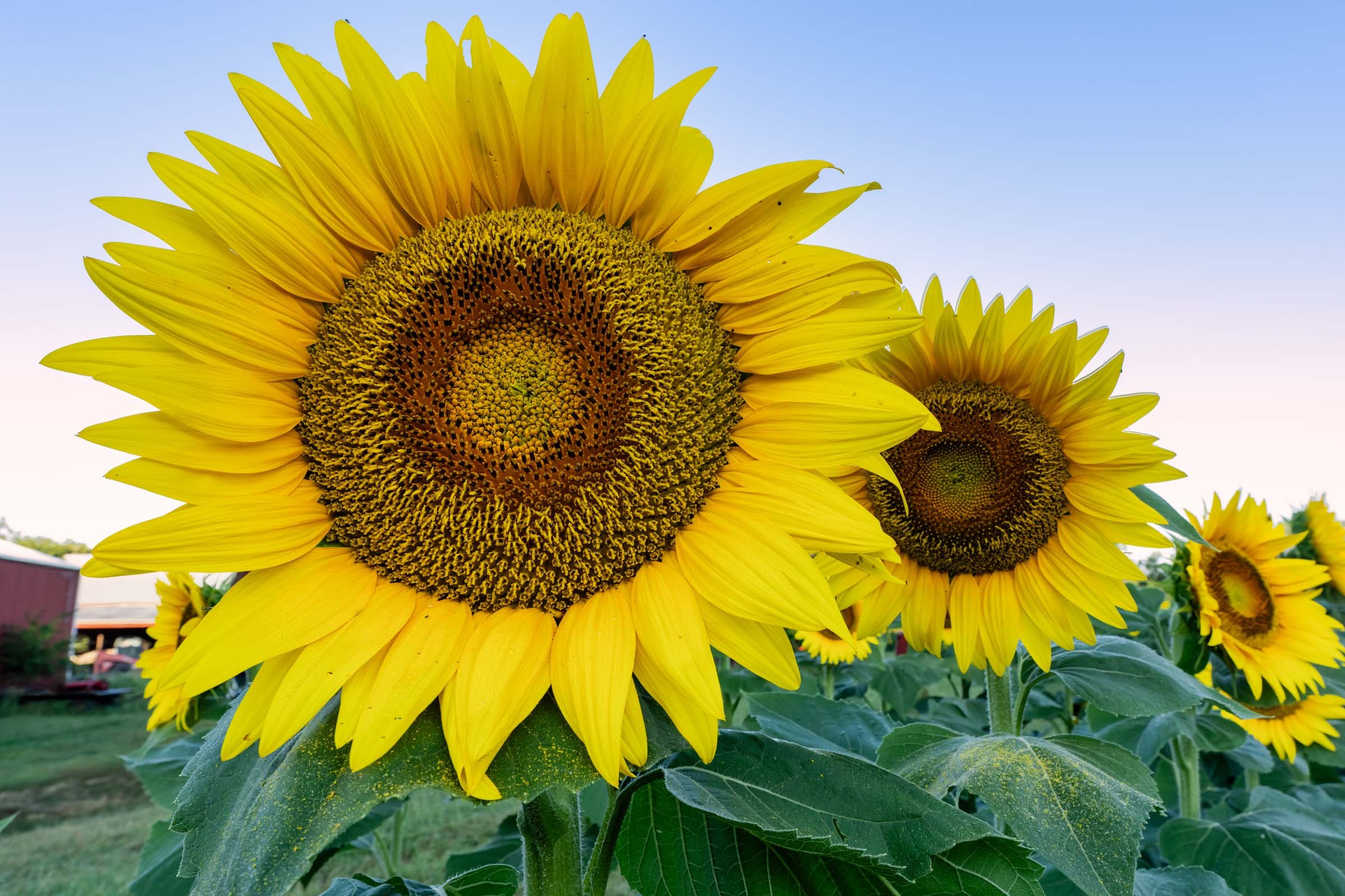 Golden Hour in the Sunflower State: A Day at Grinter Farms
