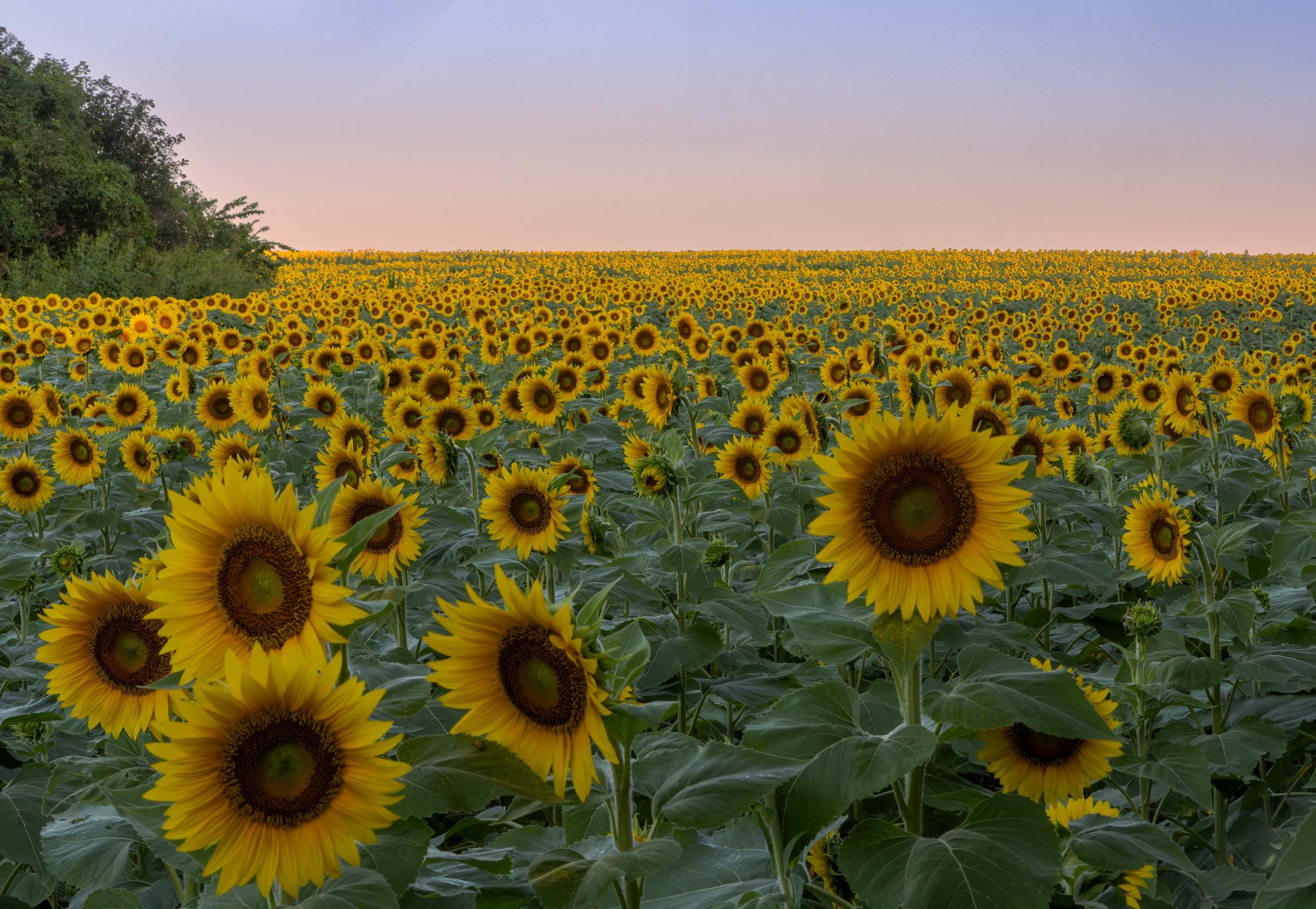 Sunflowers in the Morning Web Version.jpg
