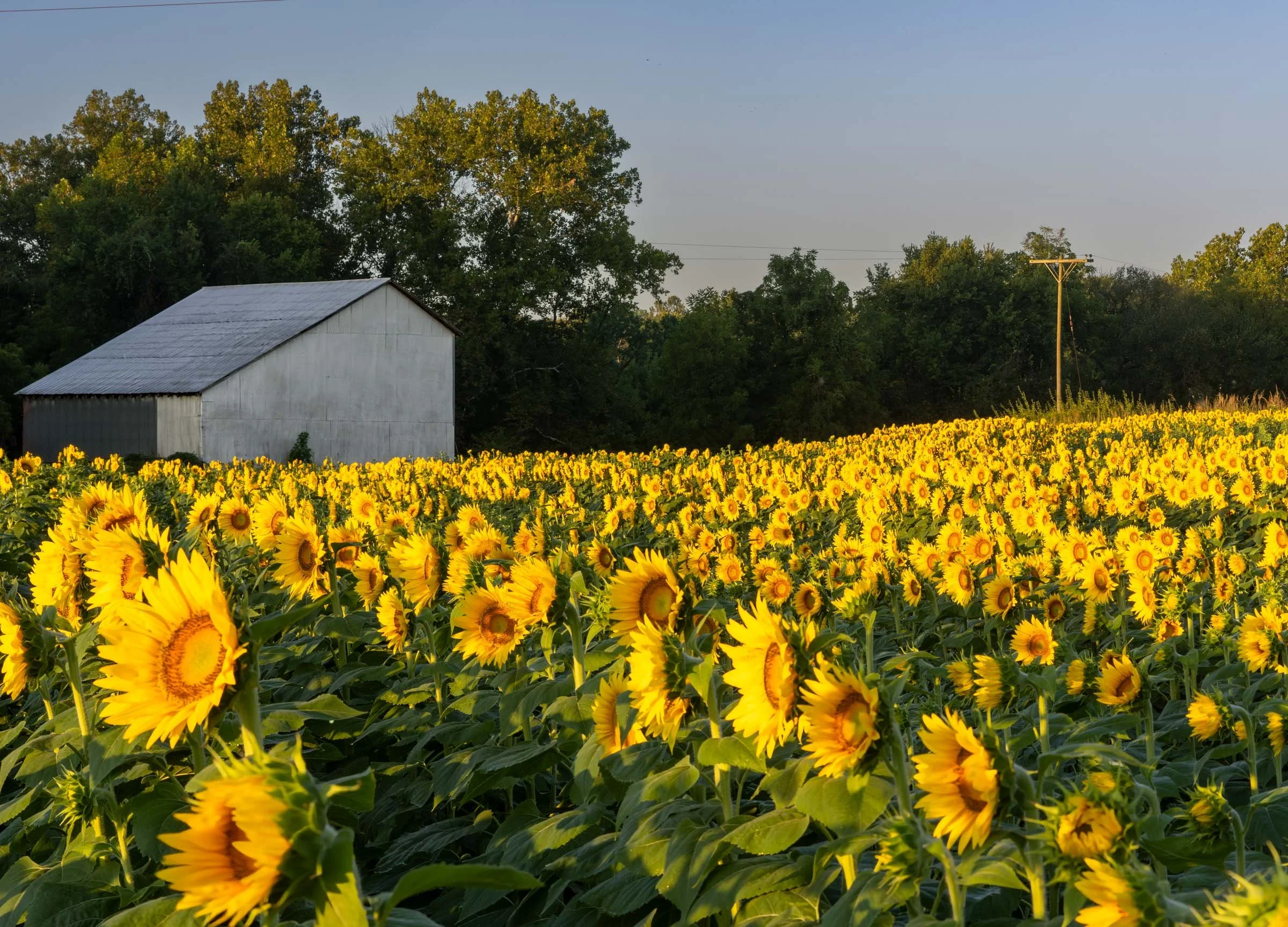 Sunflowers in the Morning Web Version-2.jpg