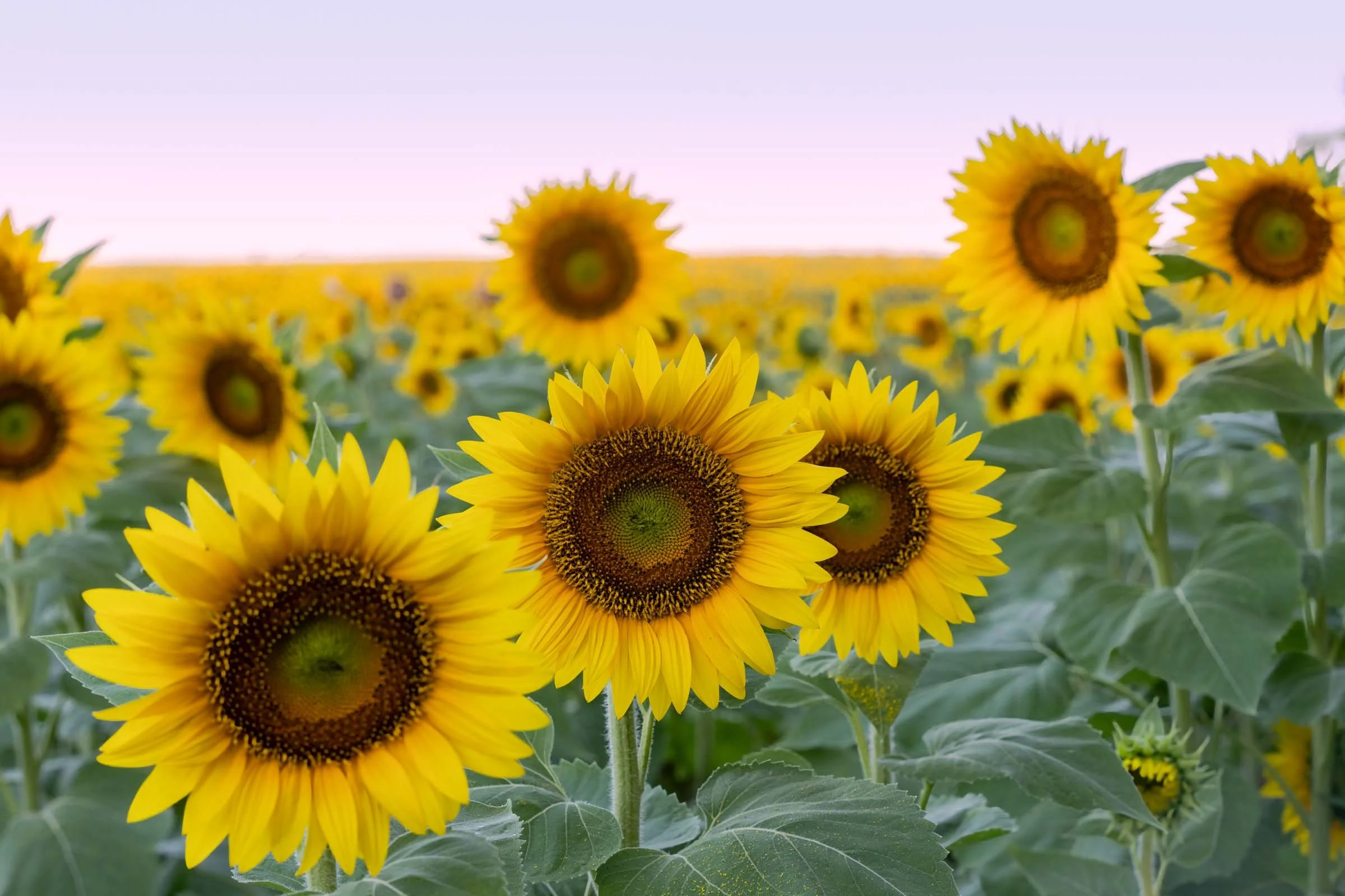 Sunflowers in the Morning Web Version-3.jpg