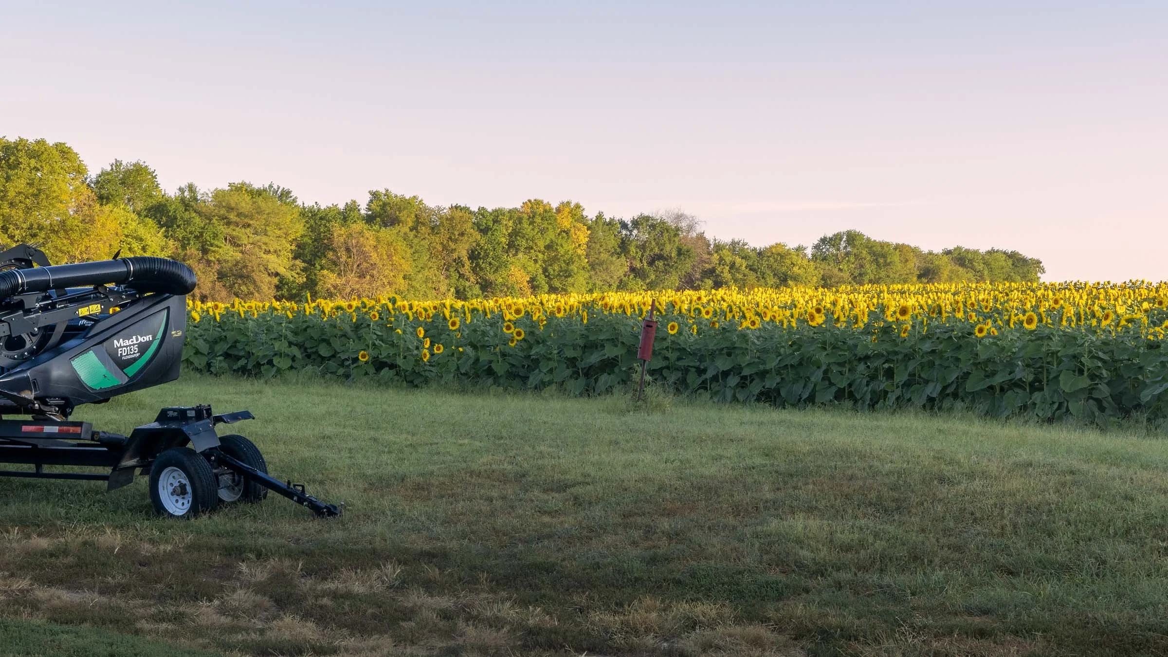 Sunflowers in the Morning Web Version-5.jpg