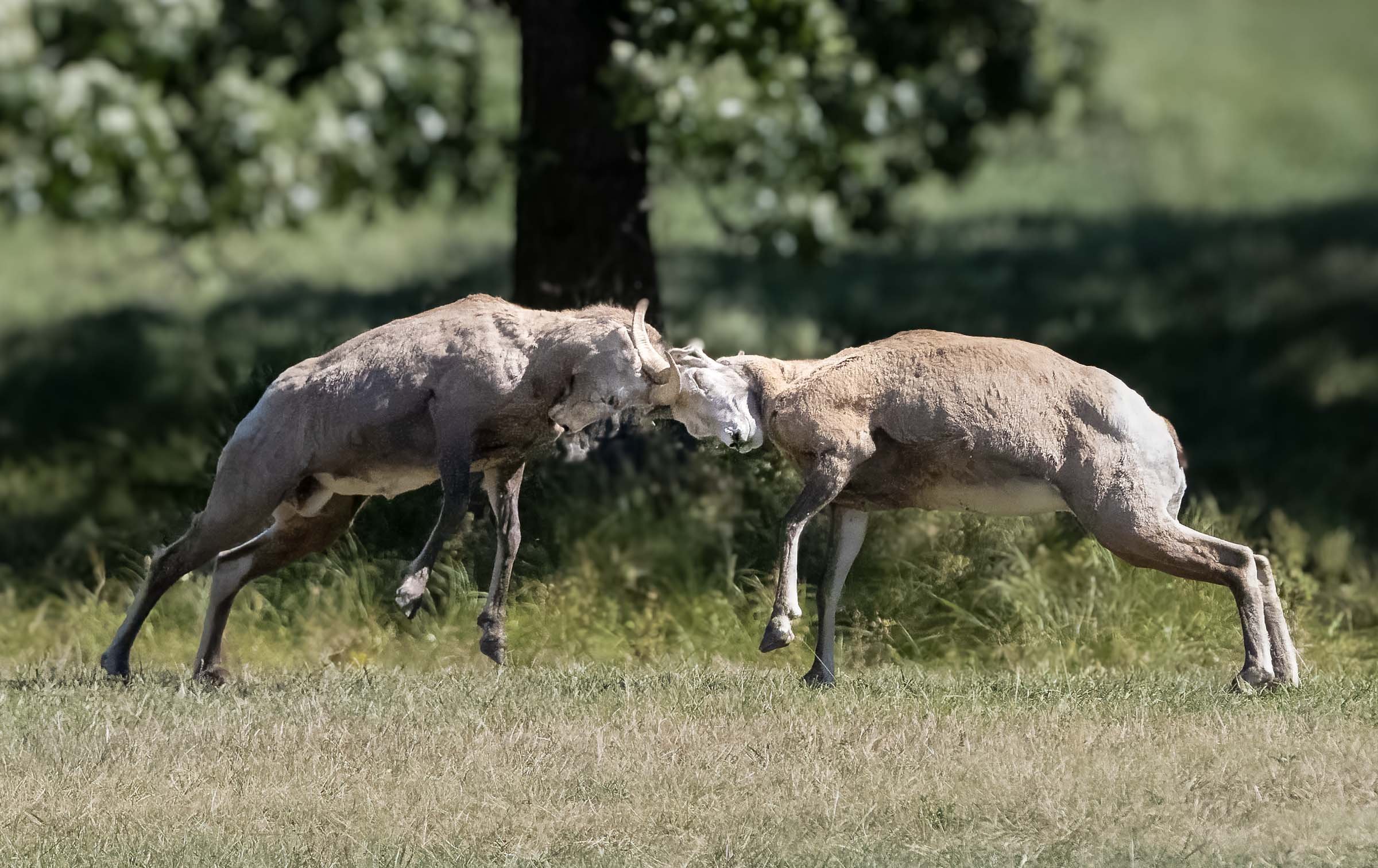 Bighorn Sheep Web Version.jpg