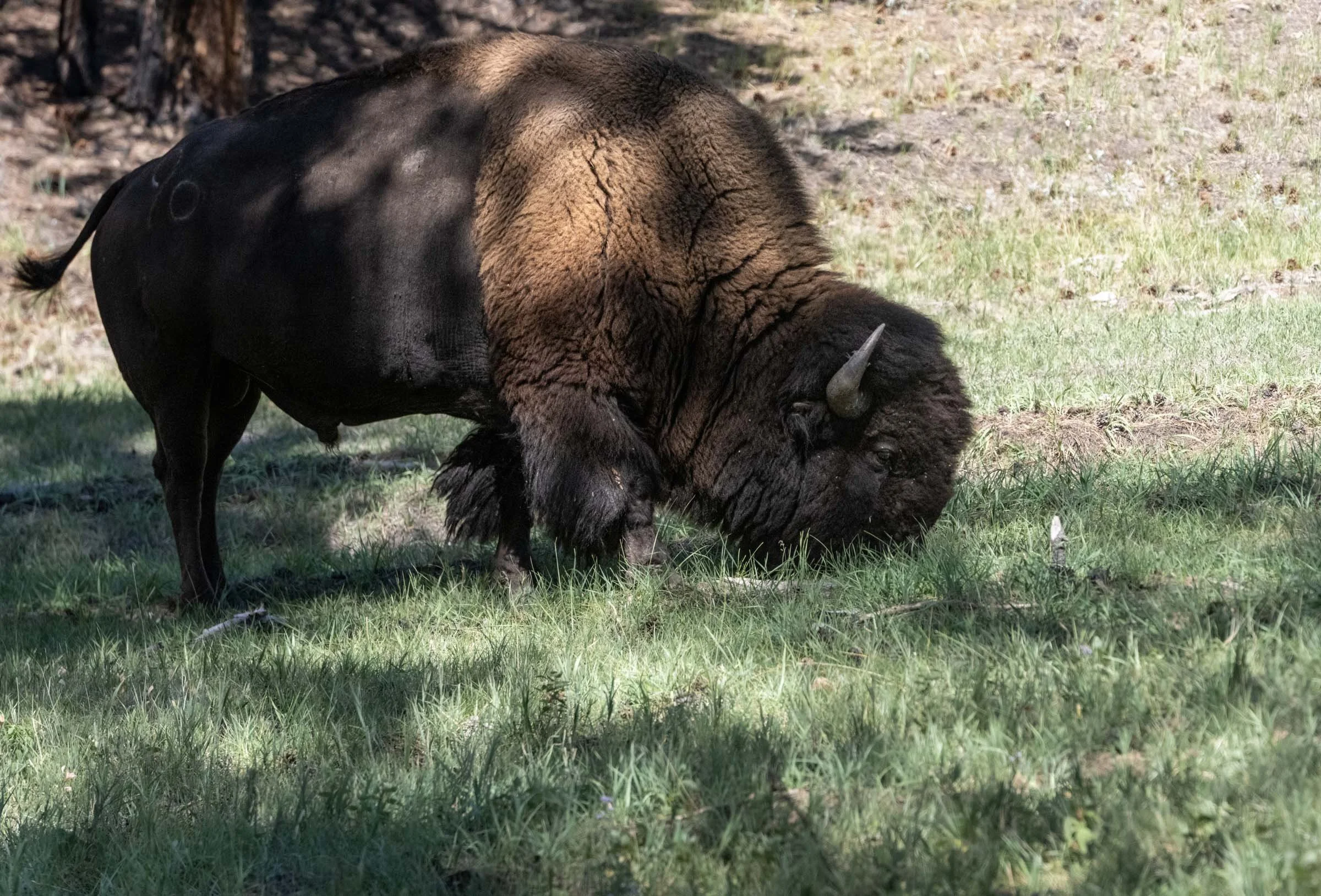 Bison Web Version.jpg
