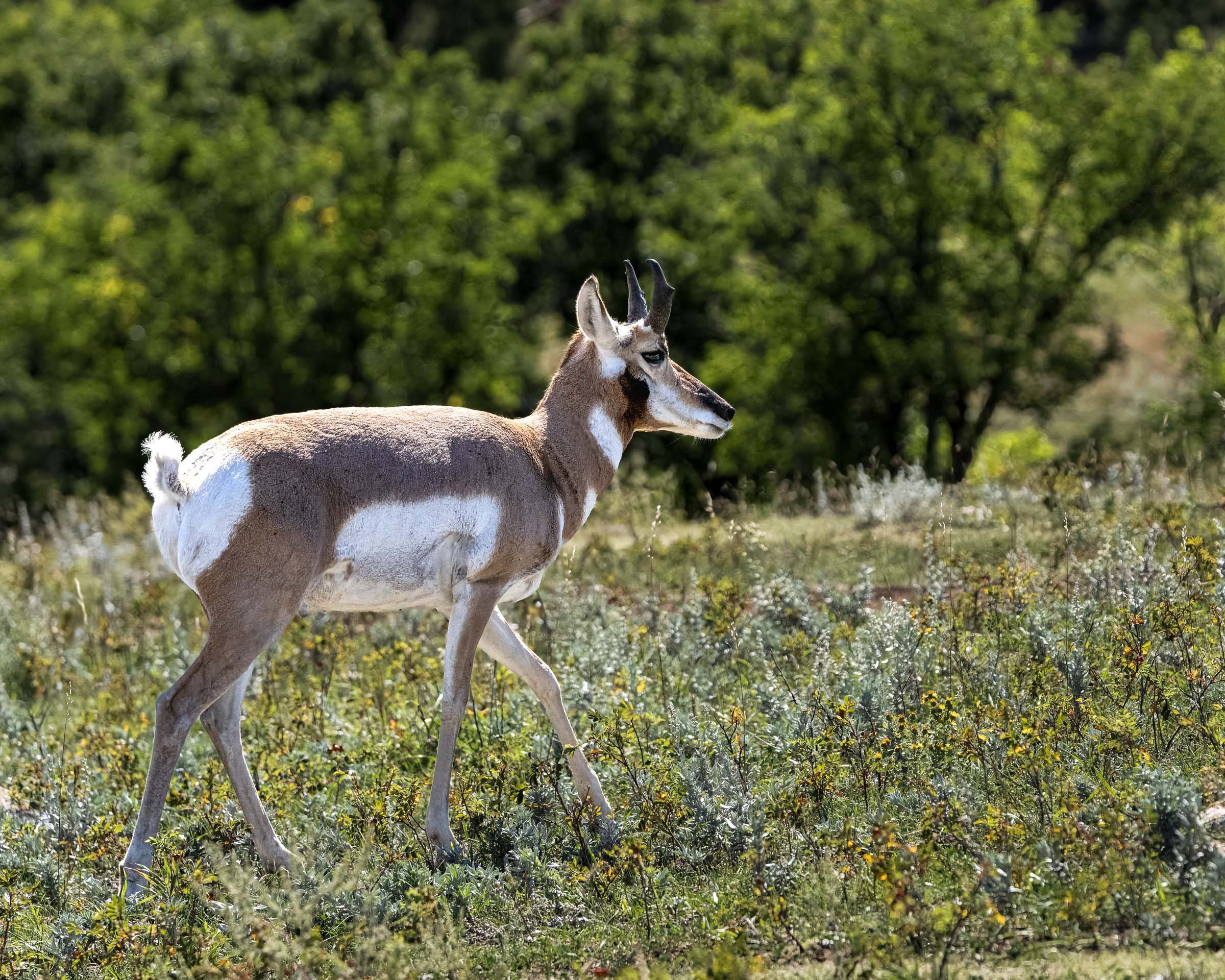 Pronghorn Antelope Web Version-2.jpg