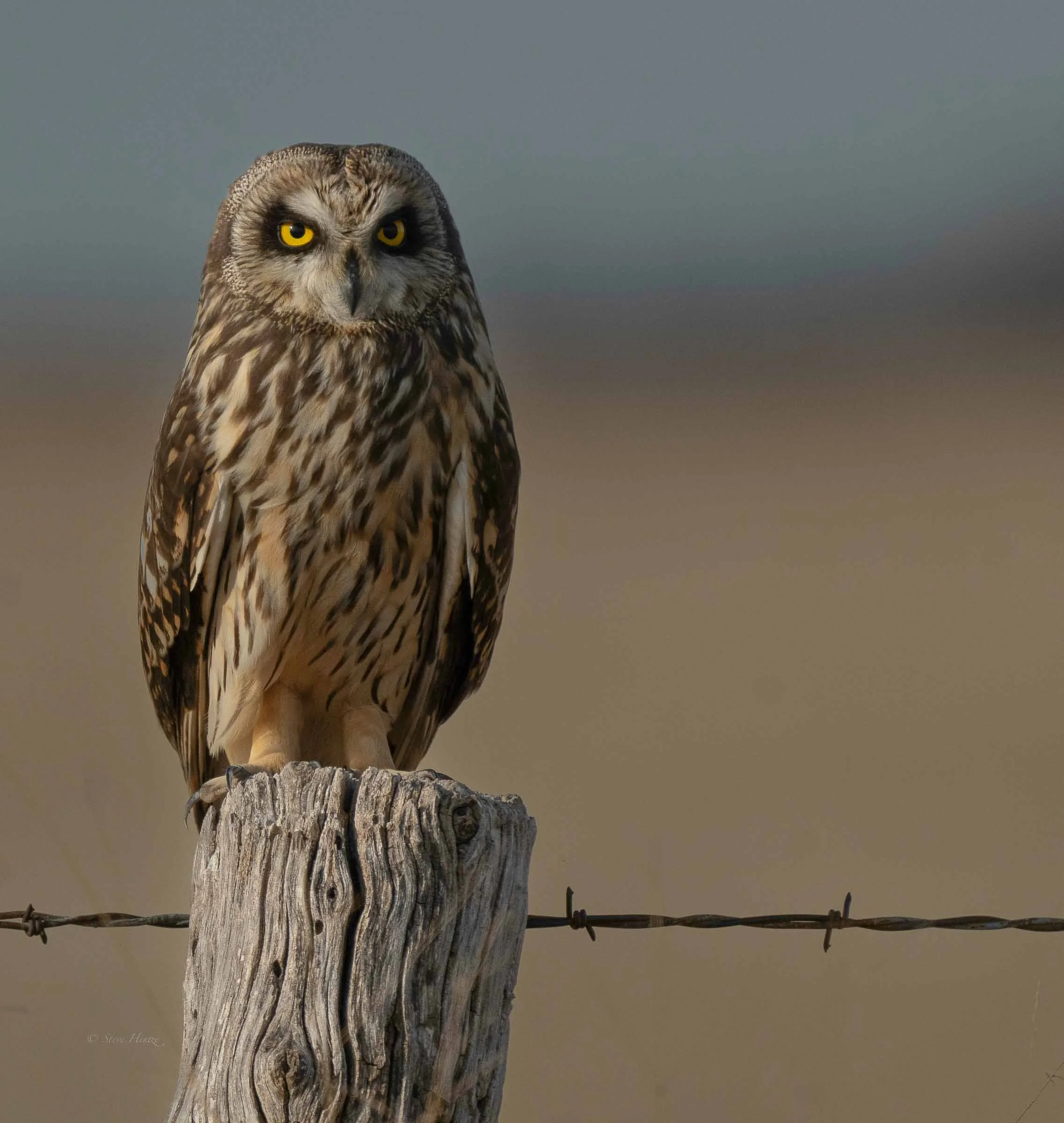 Short Eared Owl