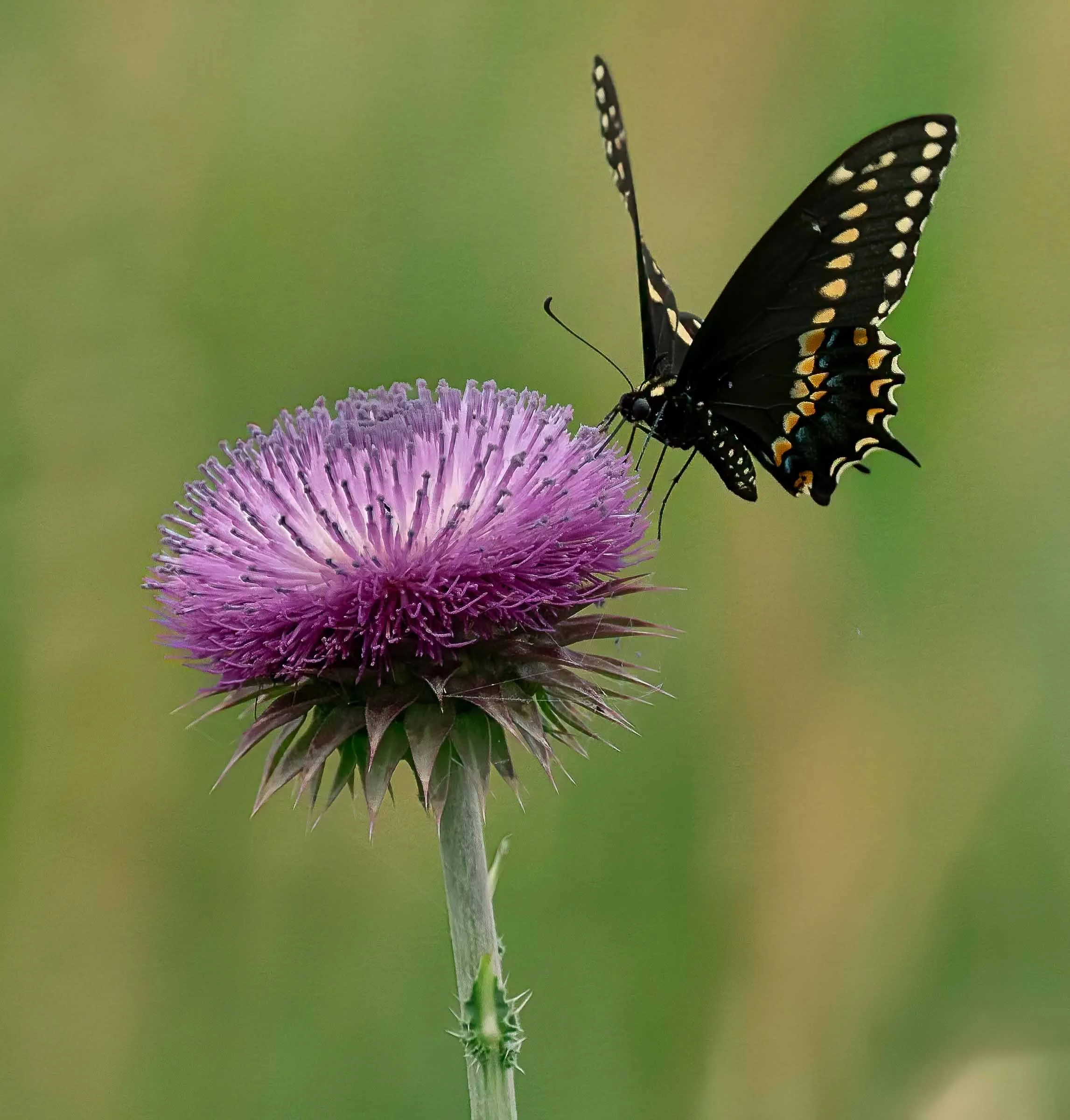 Swallow Tail