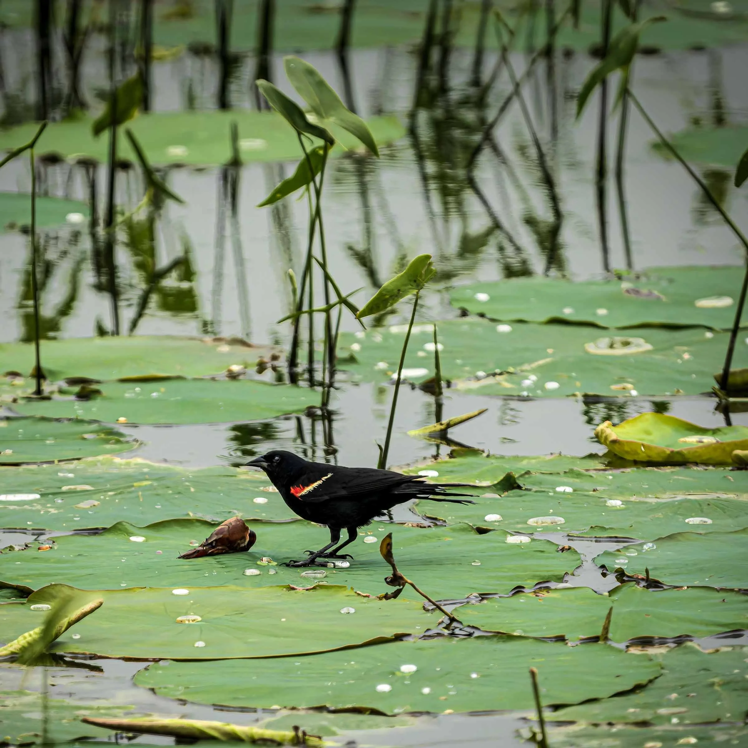 Red Winged Black Bird on Lily Pad at Loess Bluff NWR