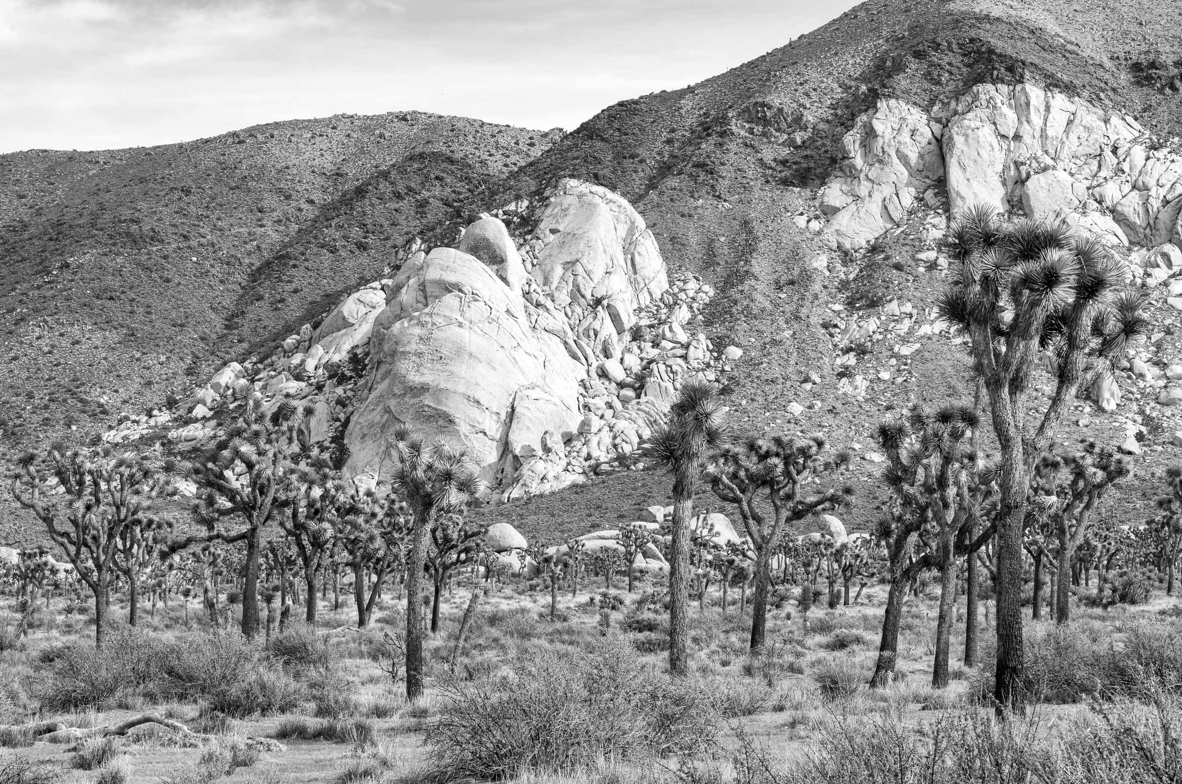 Oyster Bar Joshua Tree National Park in Black and White