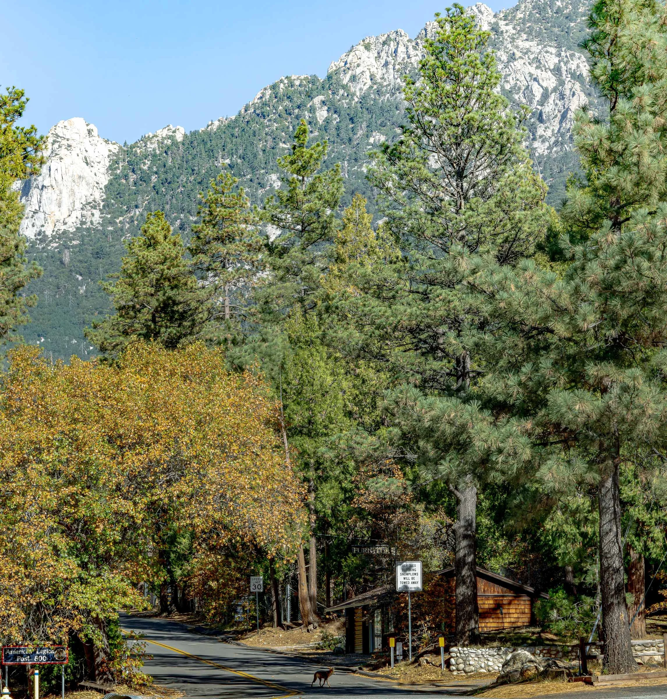 Idywild CA Coyote Wide Shot Web Version-3.jpg