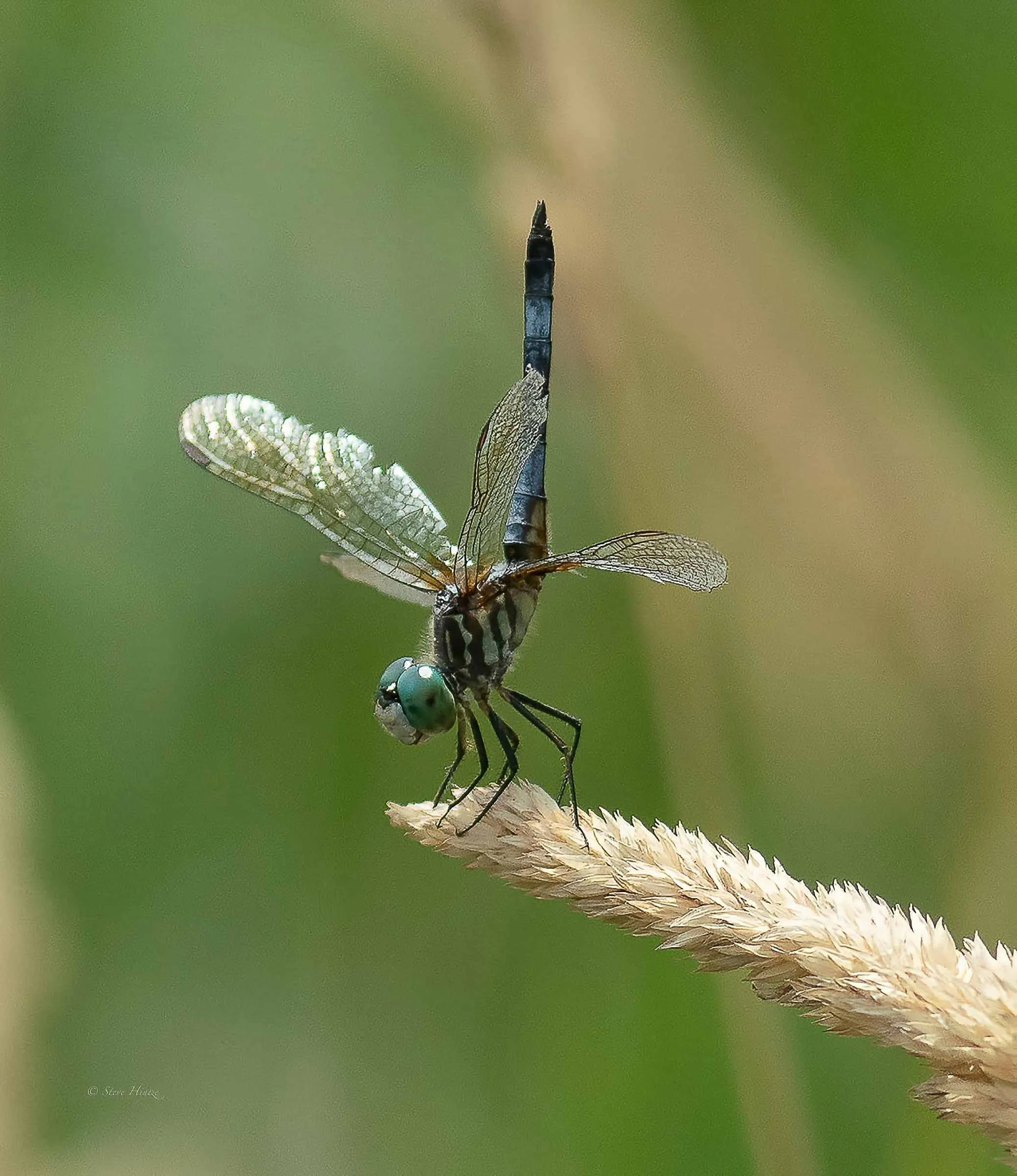 Dragon Fly Loess Bluff NWR