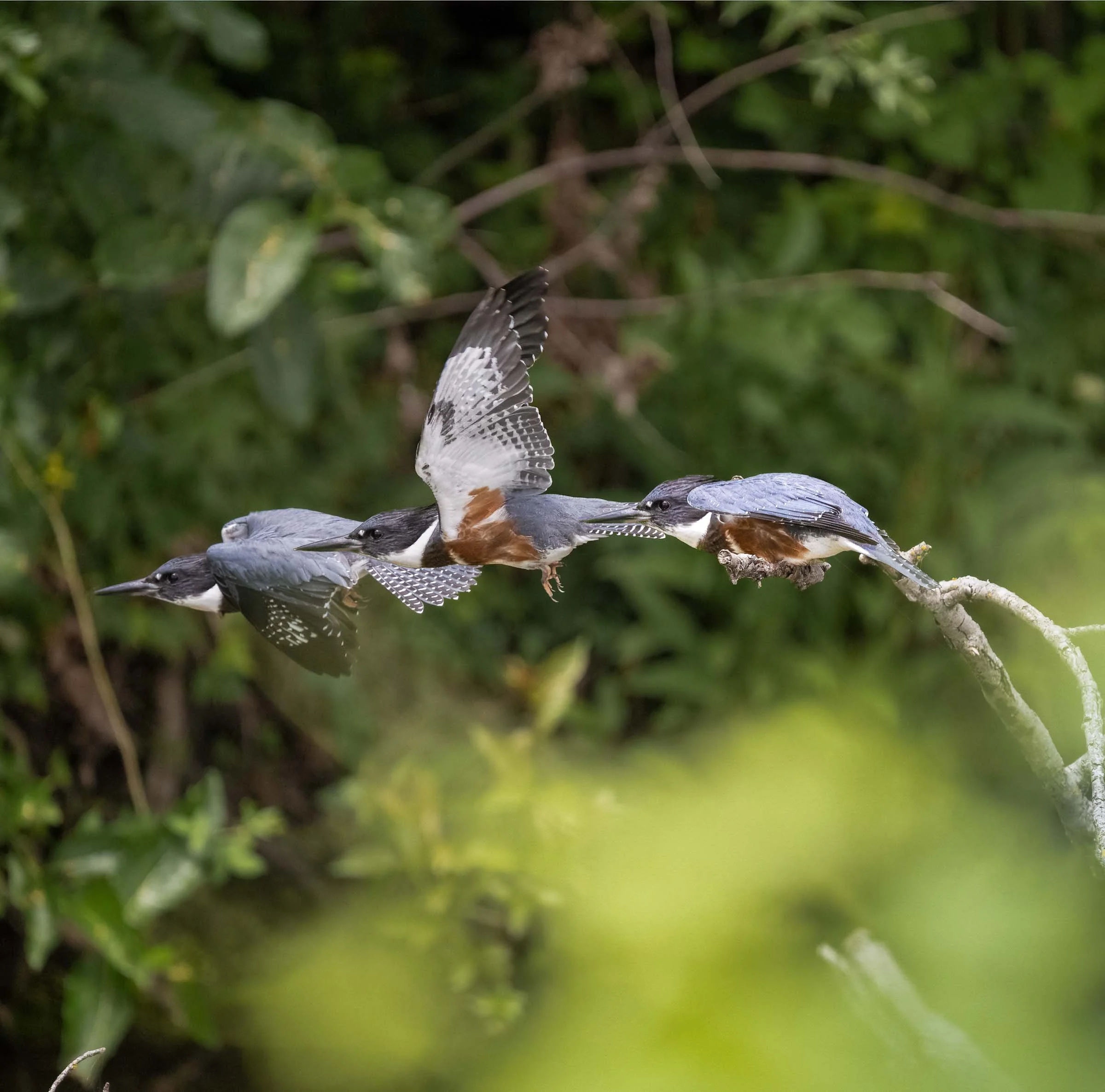 King Fisher Take Off Web Version.jpg