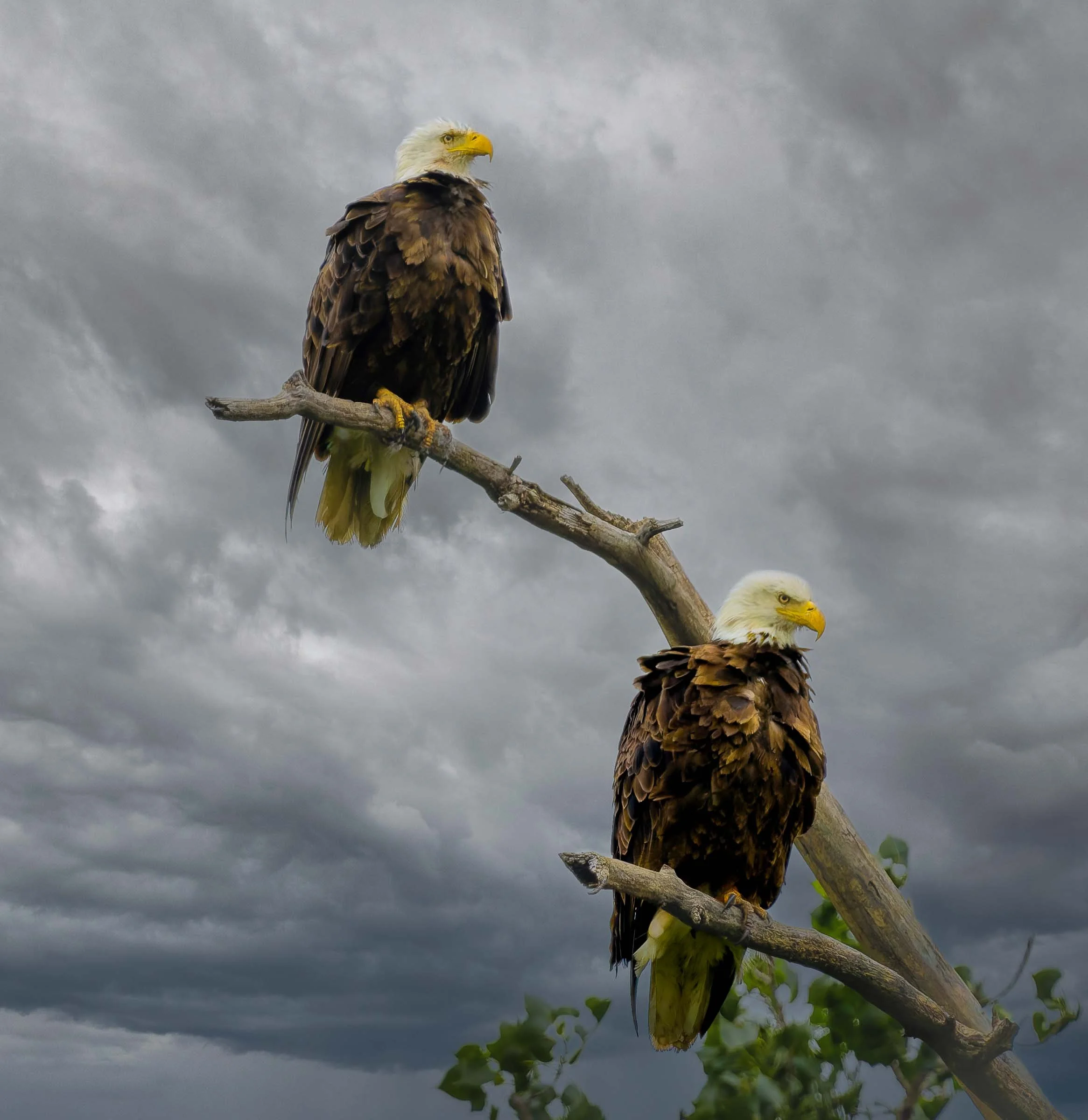 Bald Eagle Pair Cloudy Web Version.jpg