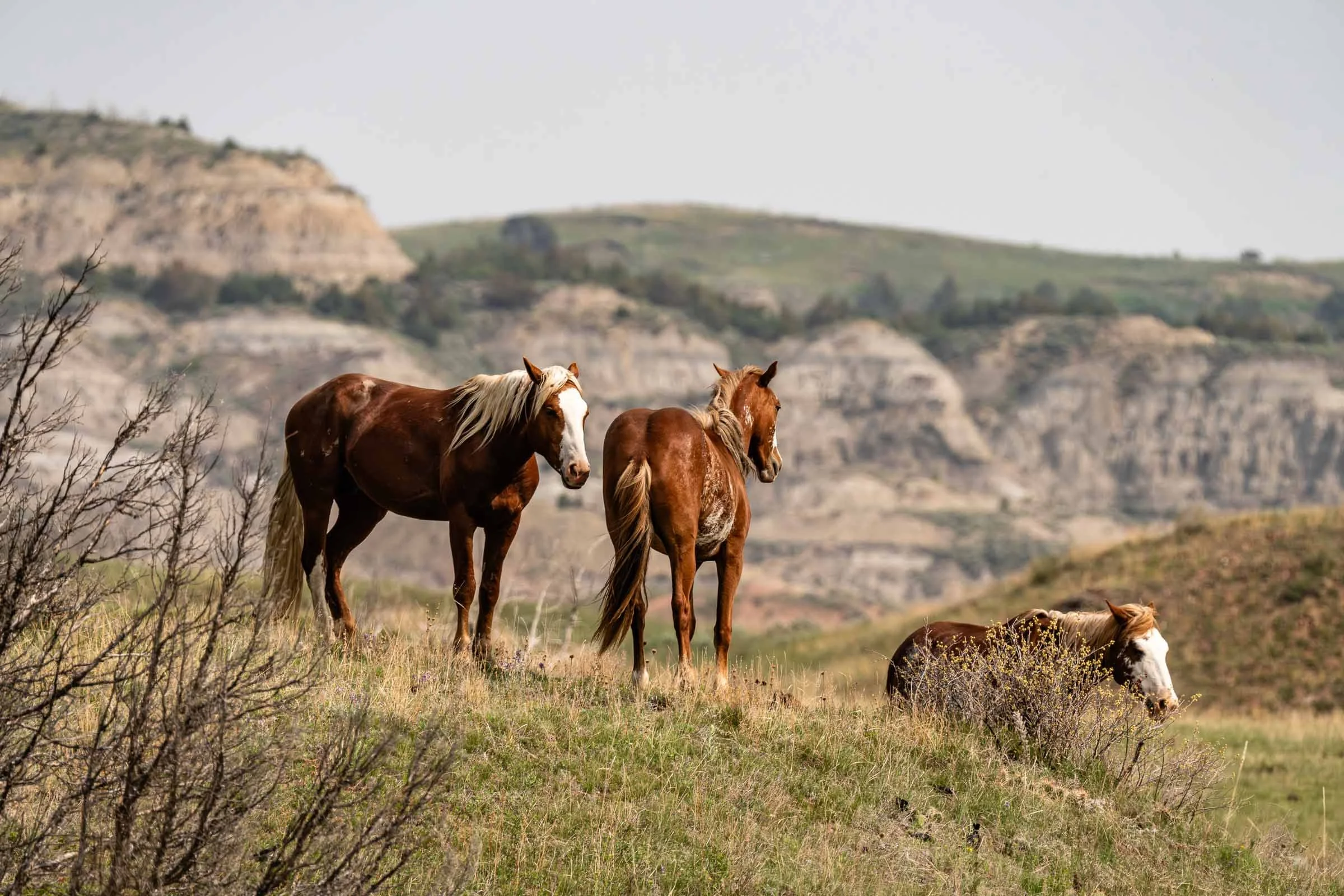 Wild Horses at Teddy Roosevelt National Park