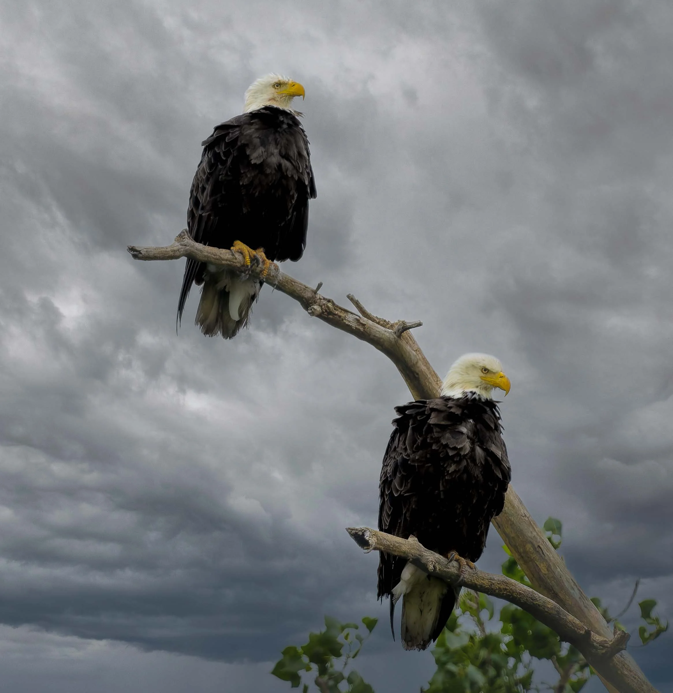 Bald Eagle Pair Cloudy Web Version.jpg