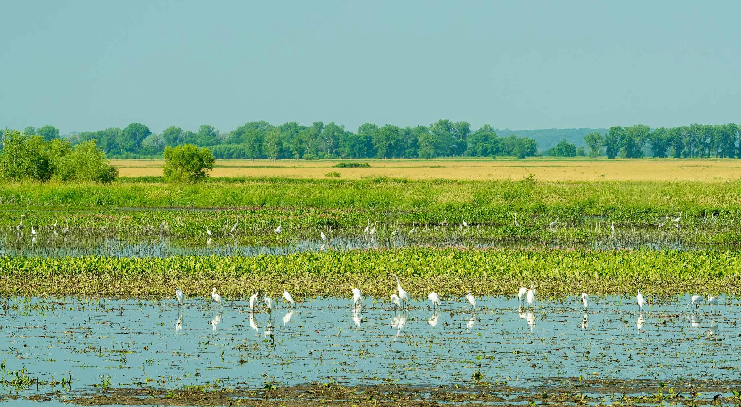 Herons and Egrets on the Marsh at Loess Bluff National Wildlife Refuge