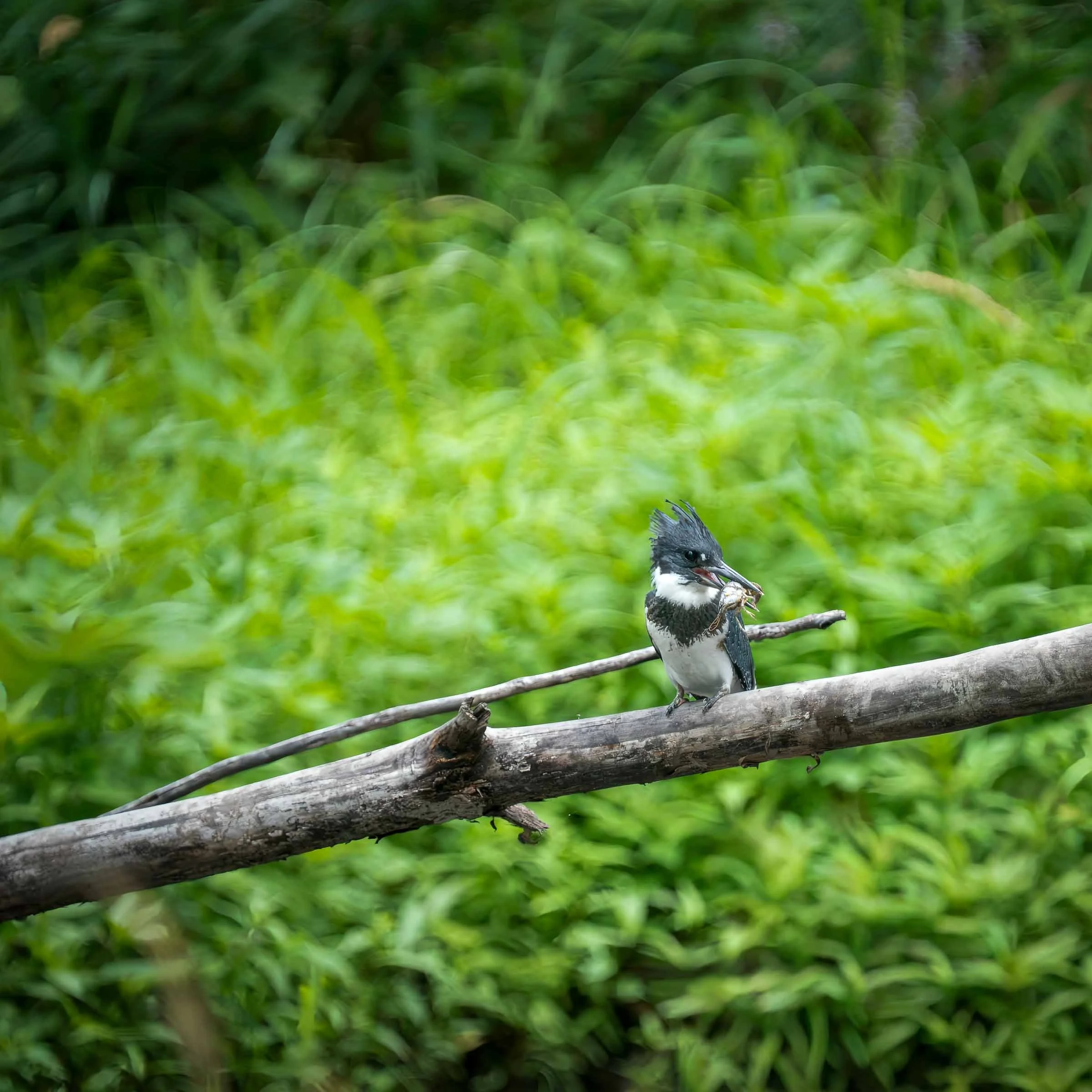 Kingfisher w Crayfish Web Version-3.jpg