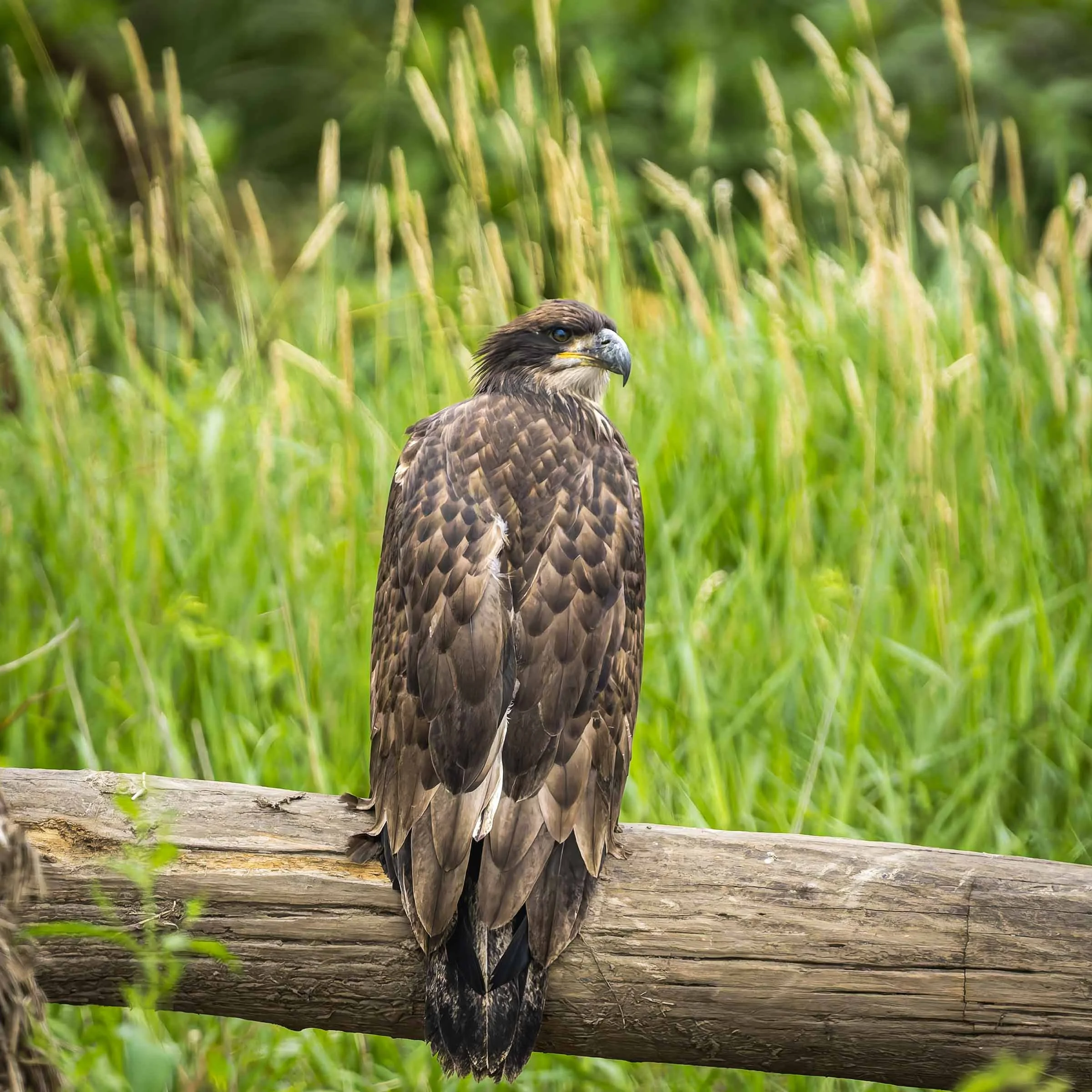 Fledgeling Bald Eagle