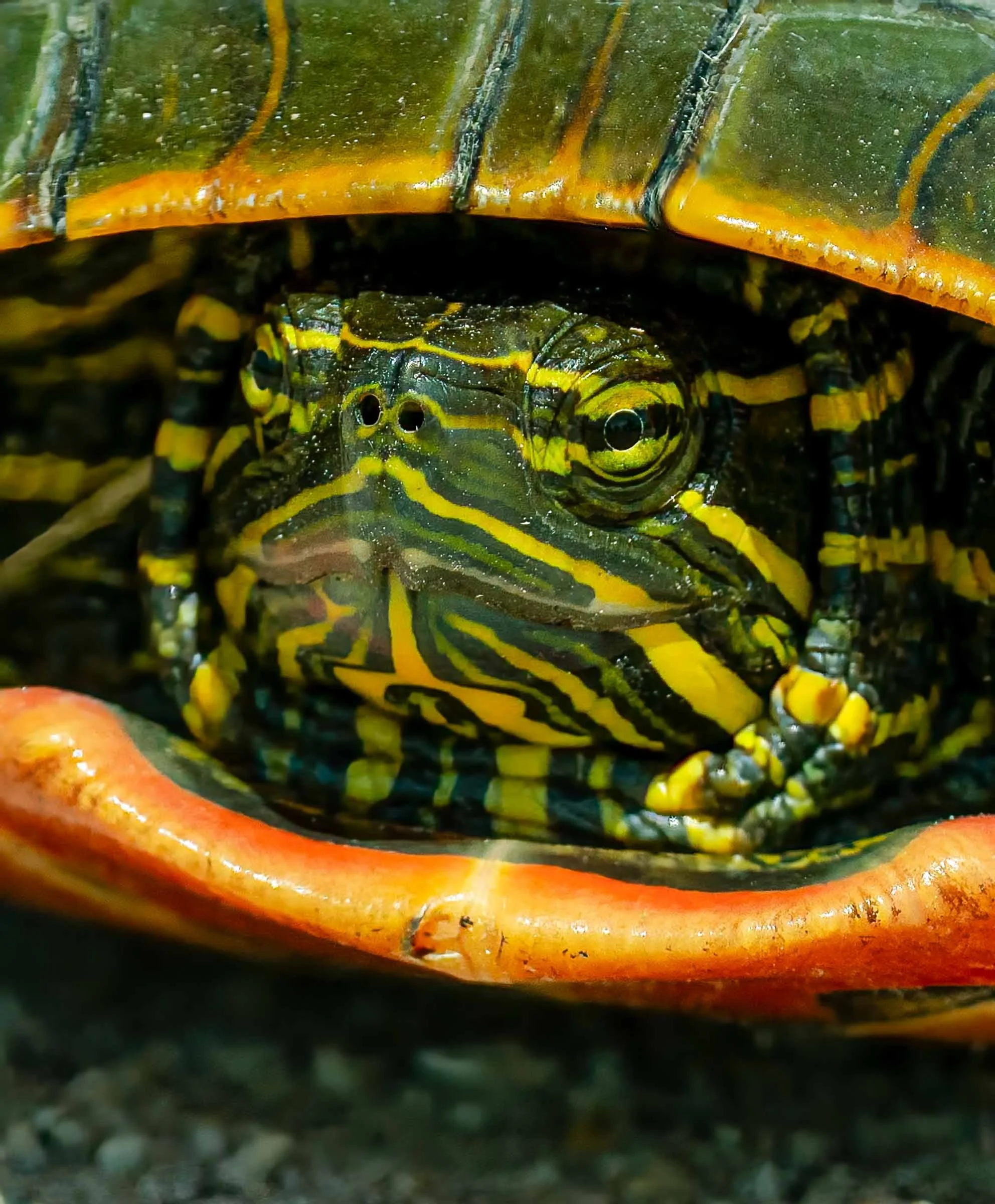 Turtle Close Up Web Version.jpg