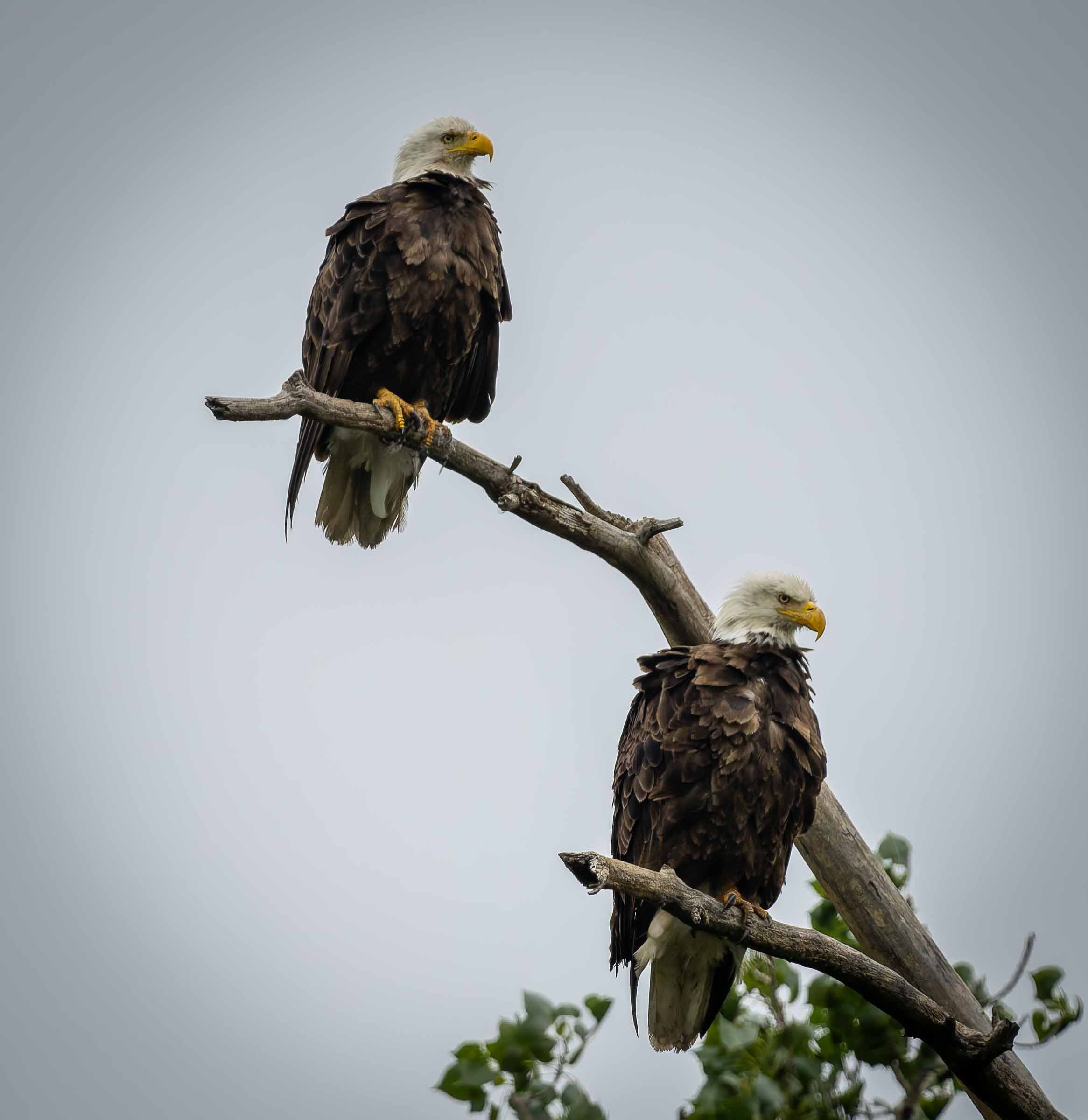 Bald Eagle Mated Pair