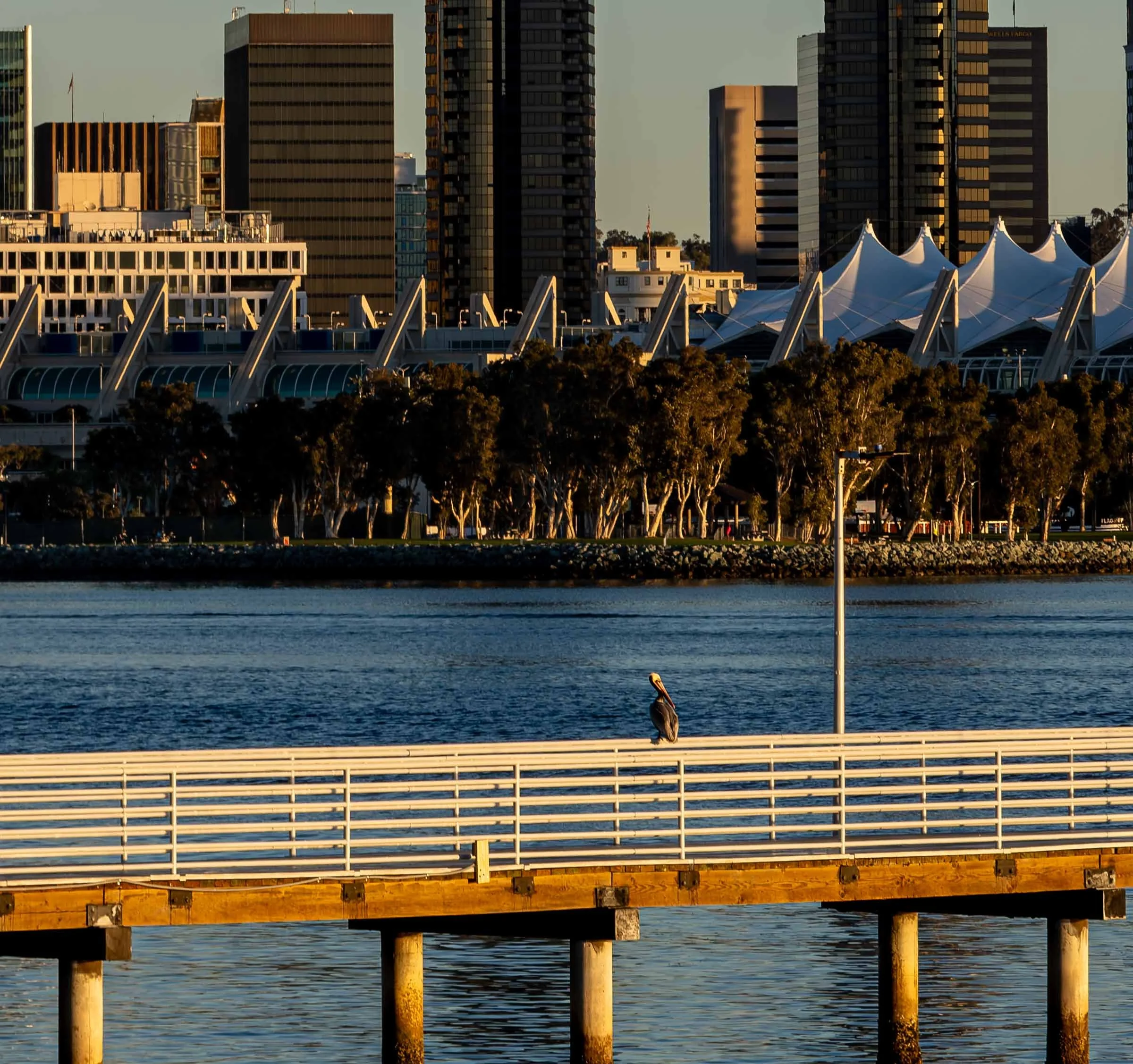 California Pelican on Pier San Diego Web Version.jpg