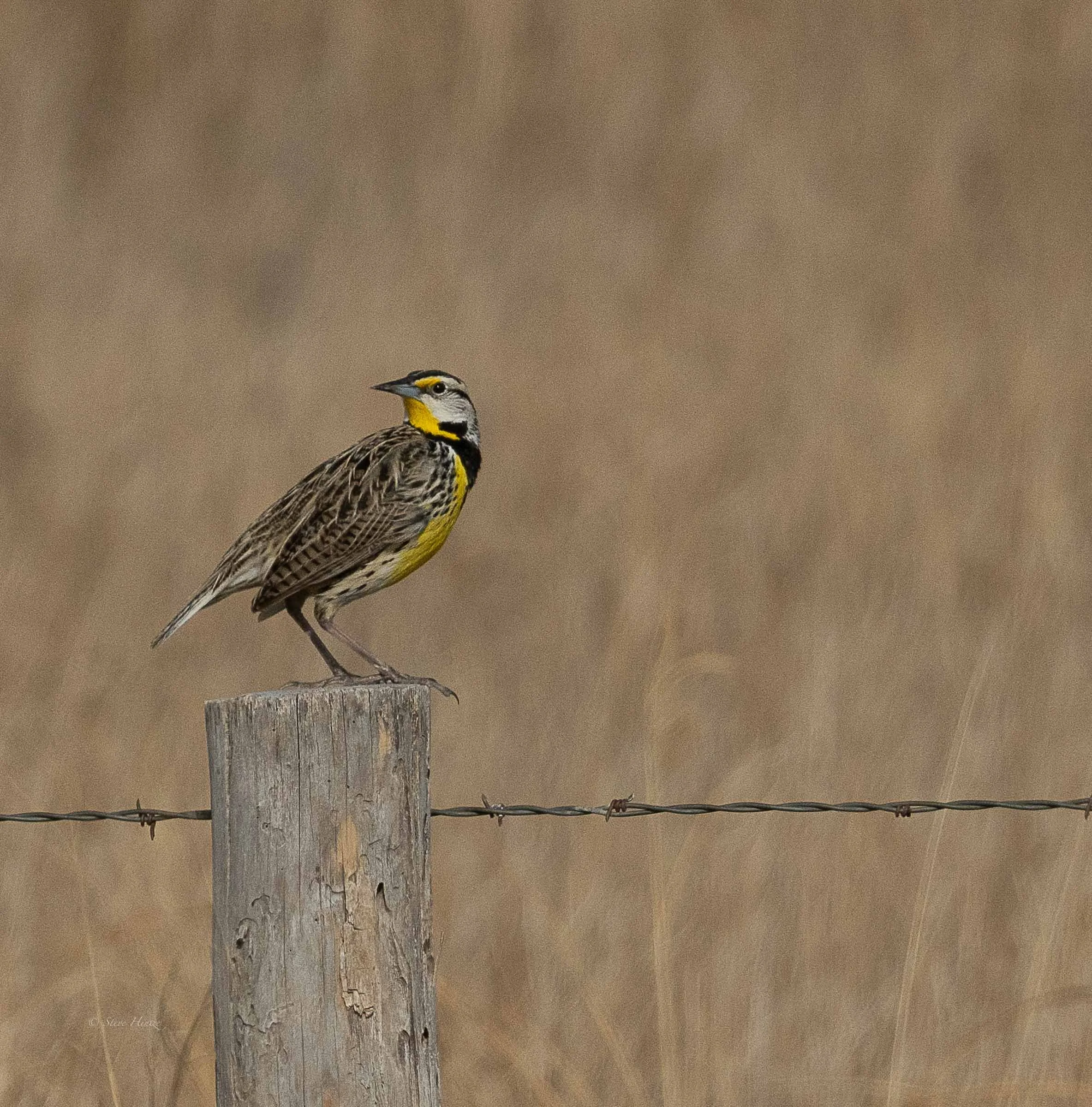 Western Meadowlark