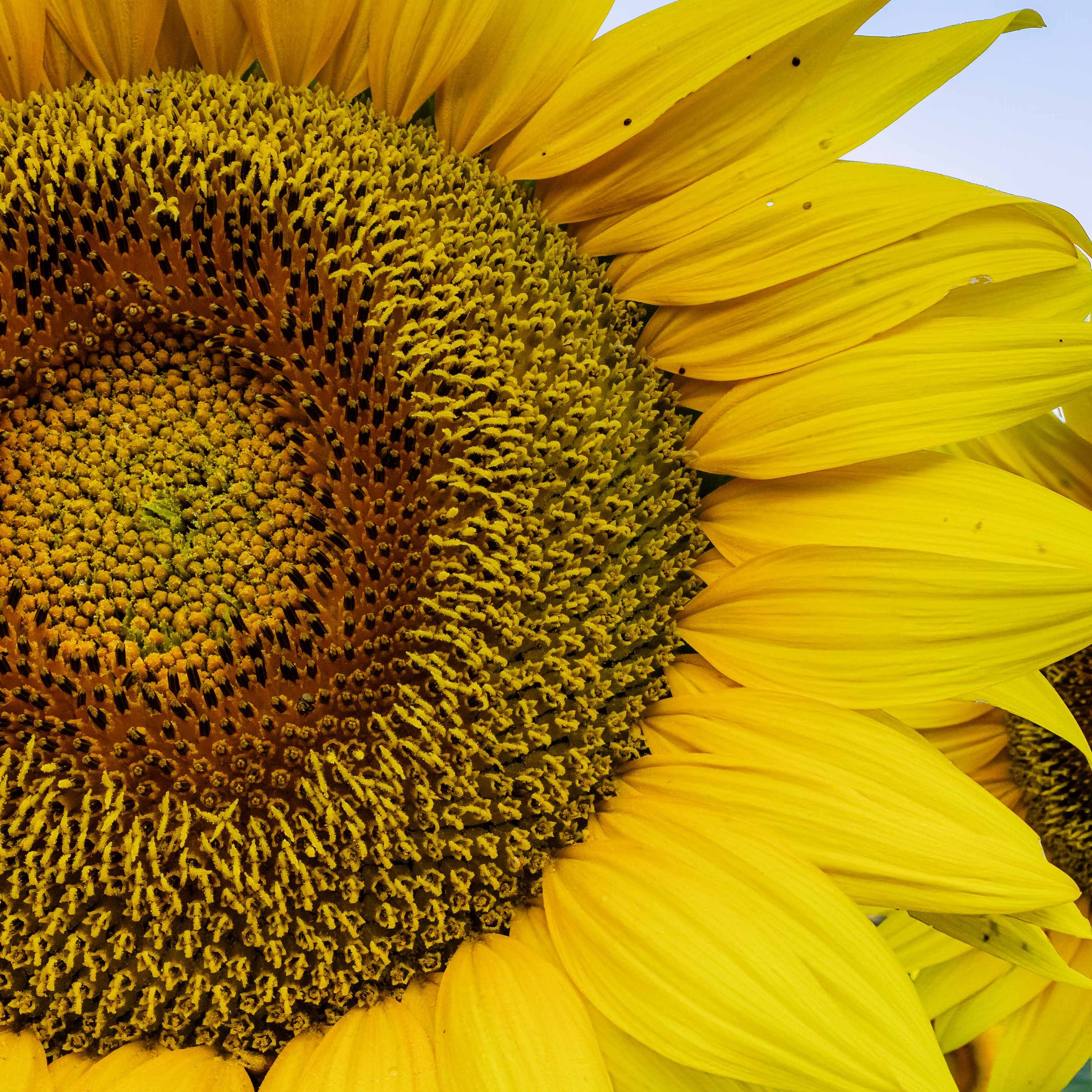 Sunflowers in the Morning-4 (Macro) copy.jpg
