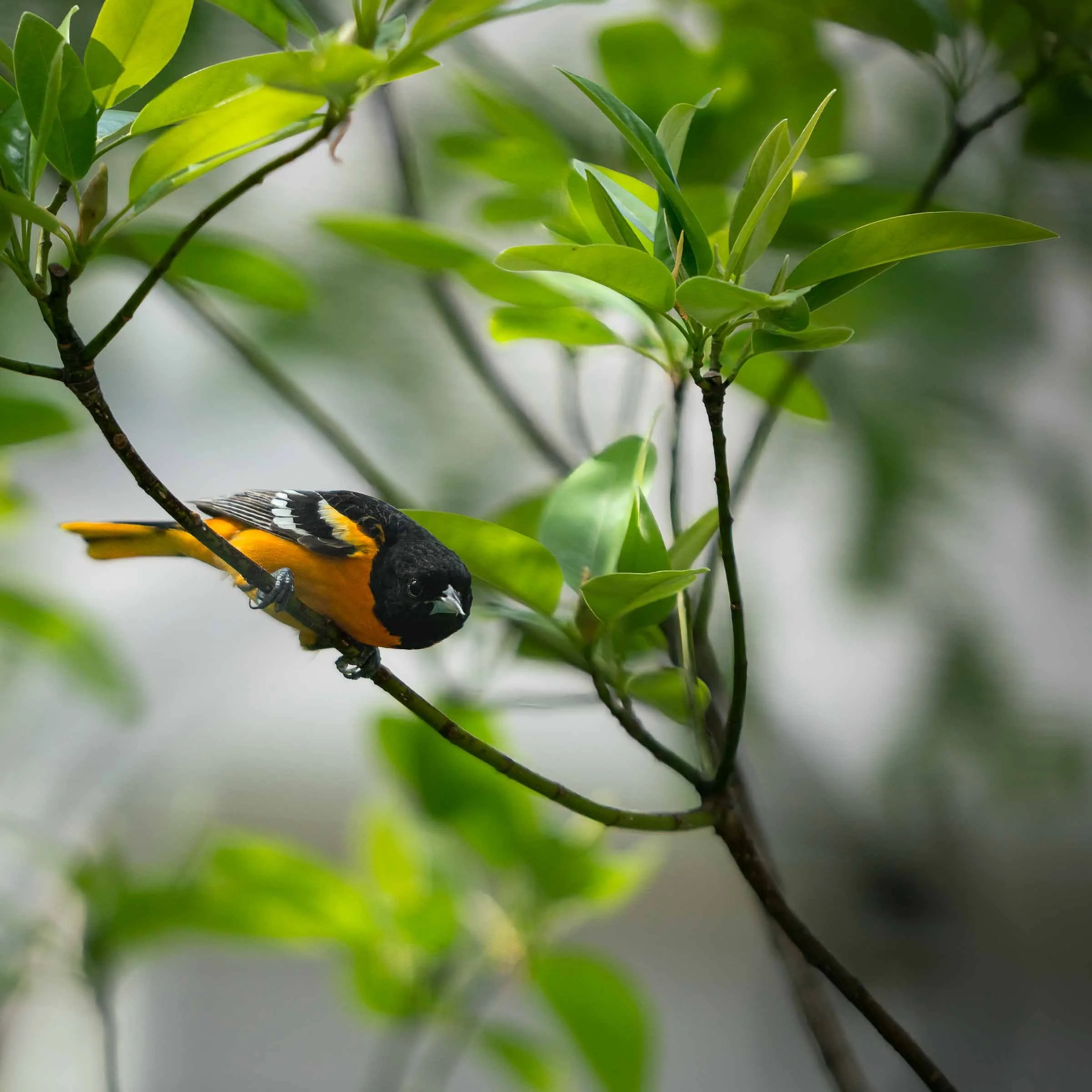 Oriole Web Version-2.jpg