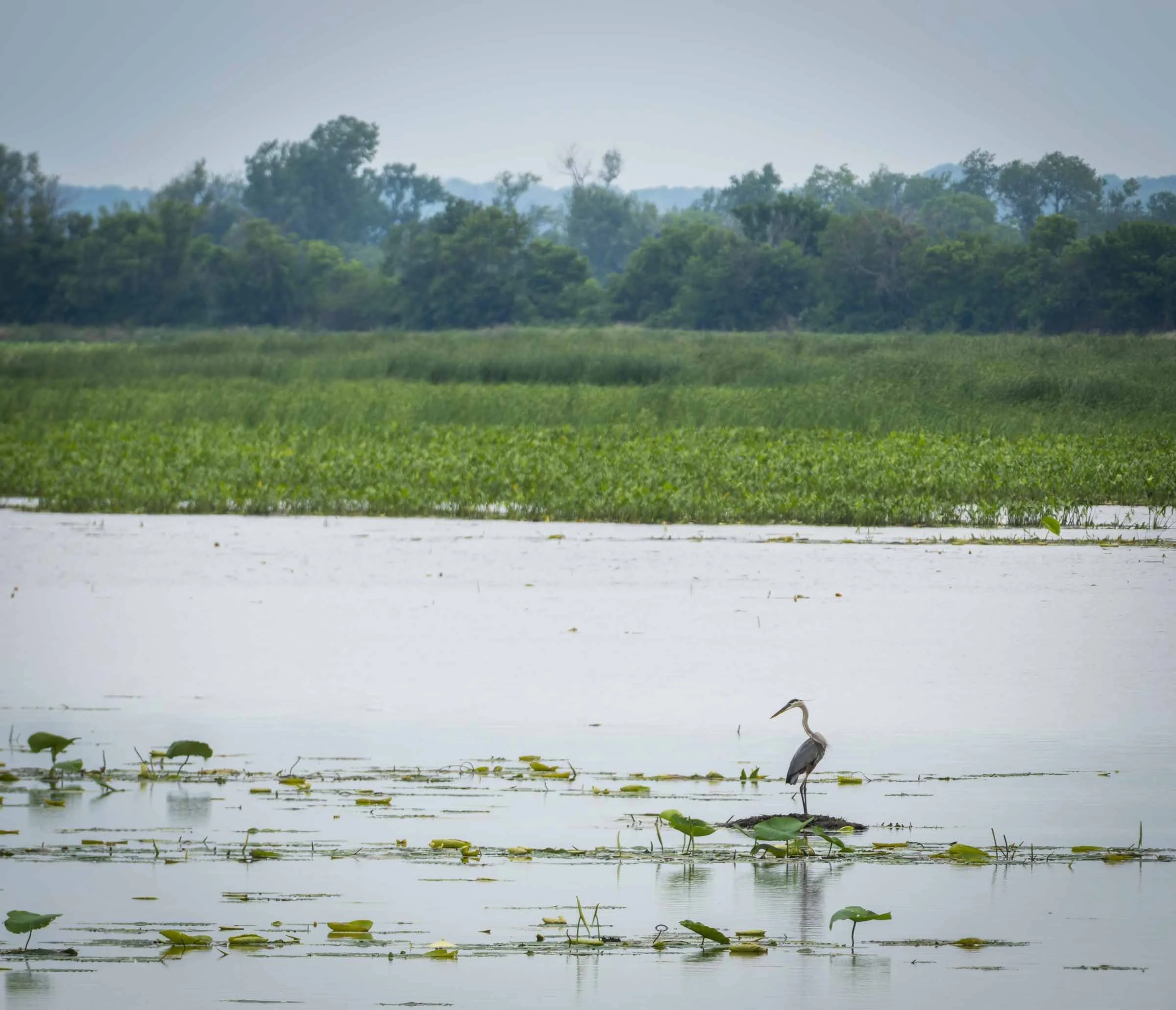 Great Blue Heron on a marsh