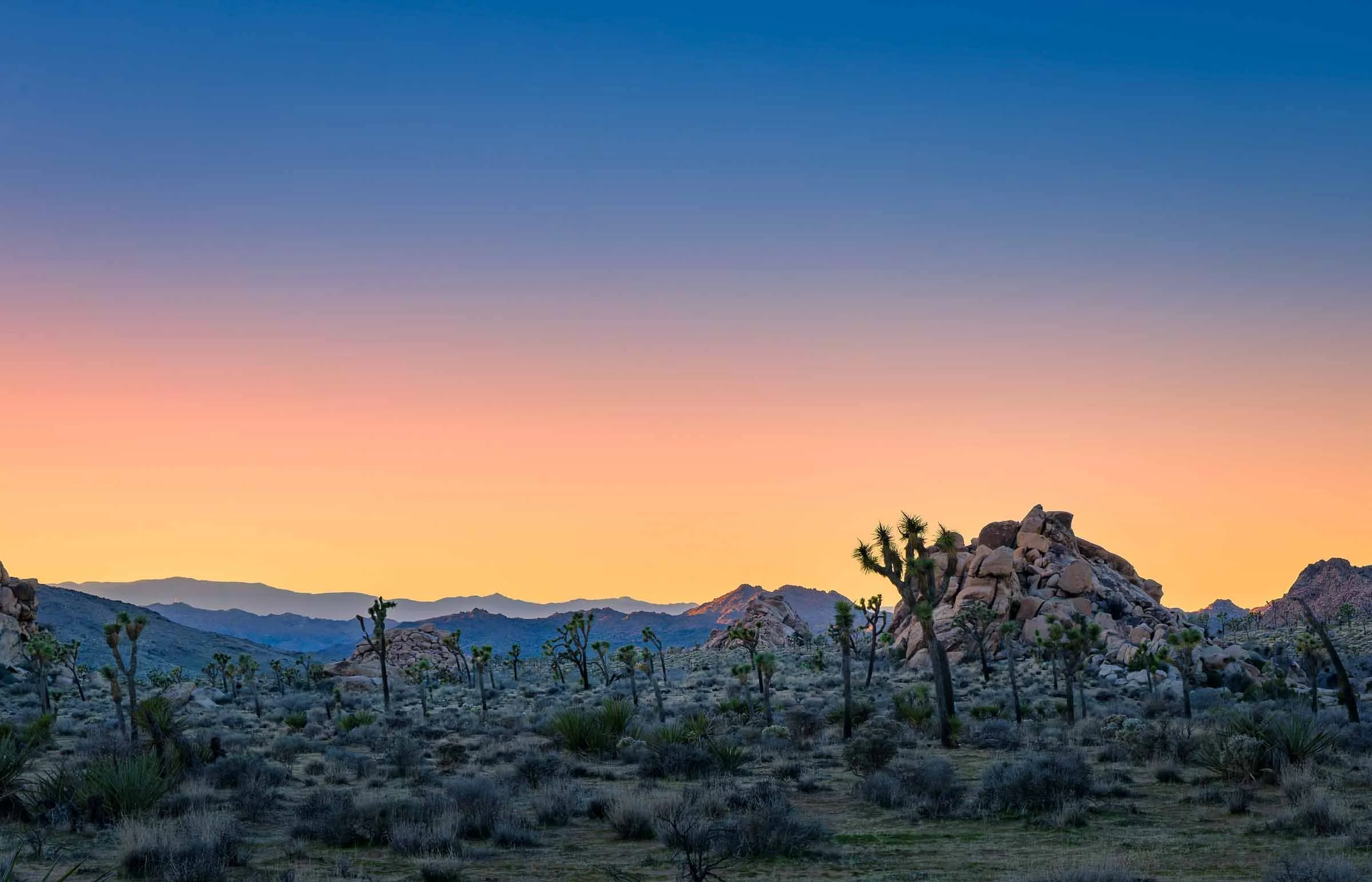 Late Evening at Joshua Tree NP