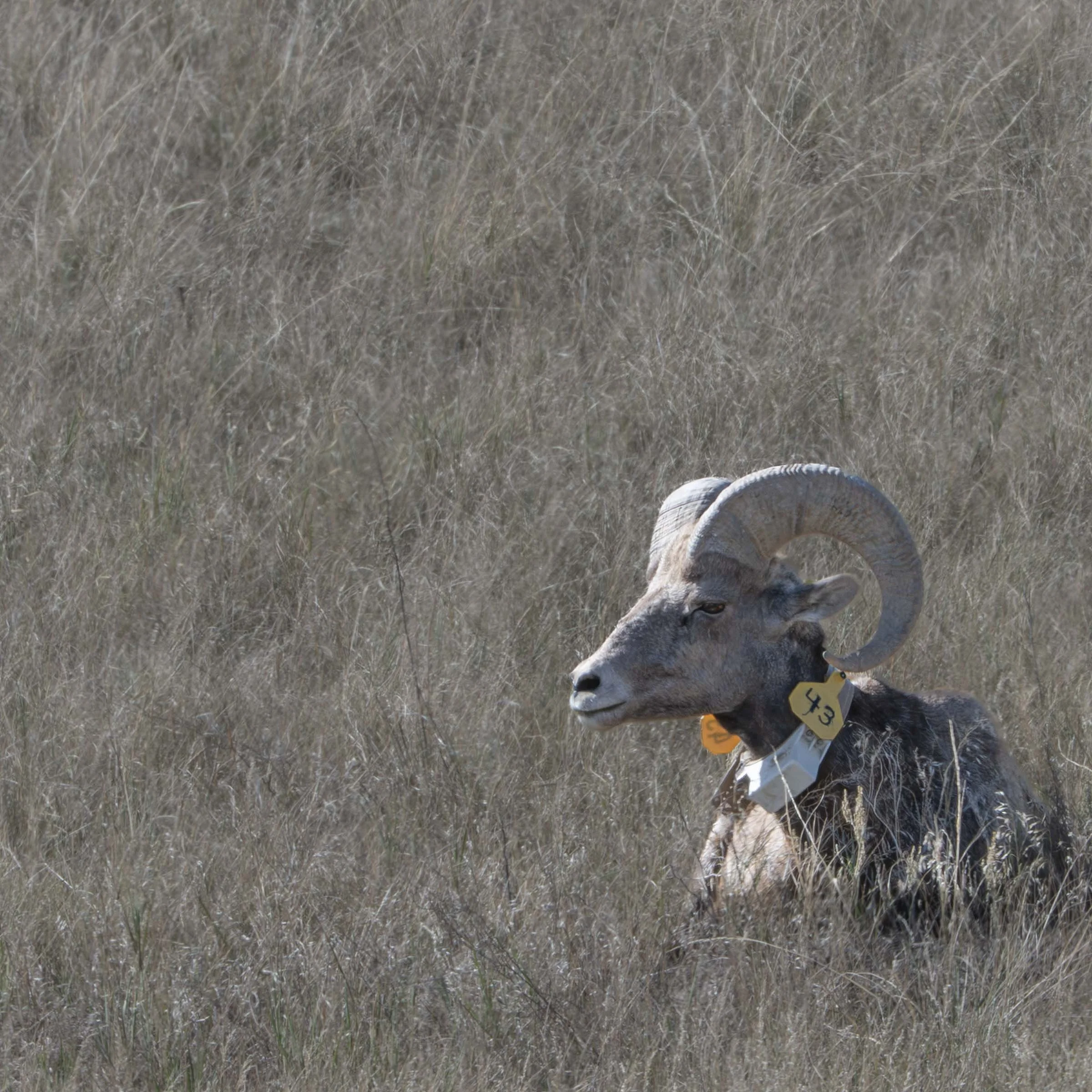 Bighorn Adult Ram Web Version.jpg