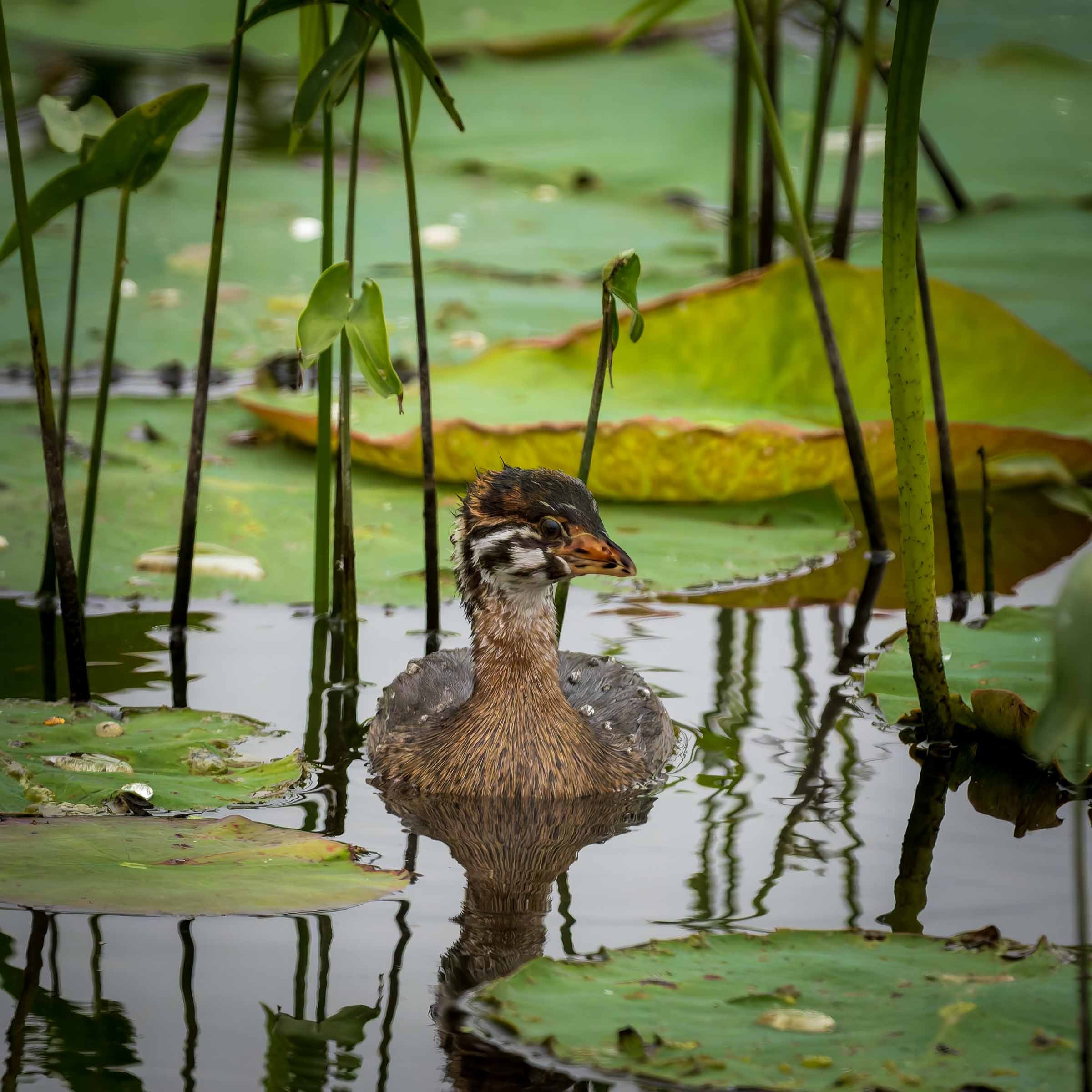Juvenile Pied-billed Grebe Loess Bluff NWR