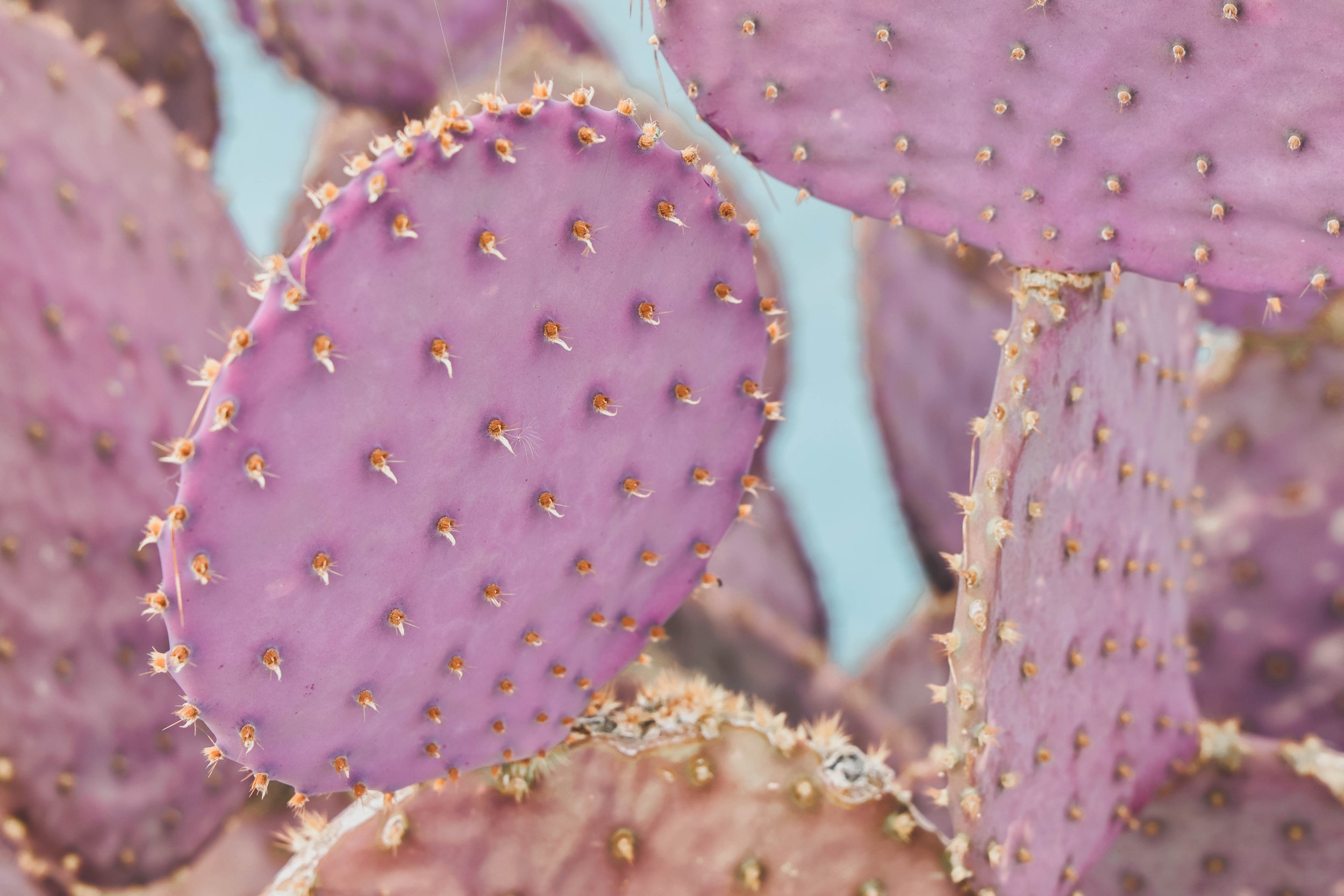 Cacti