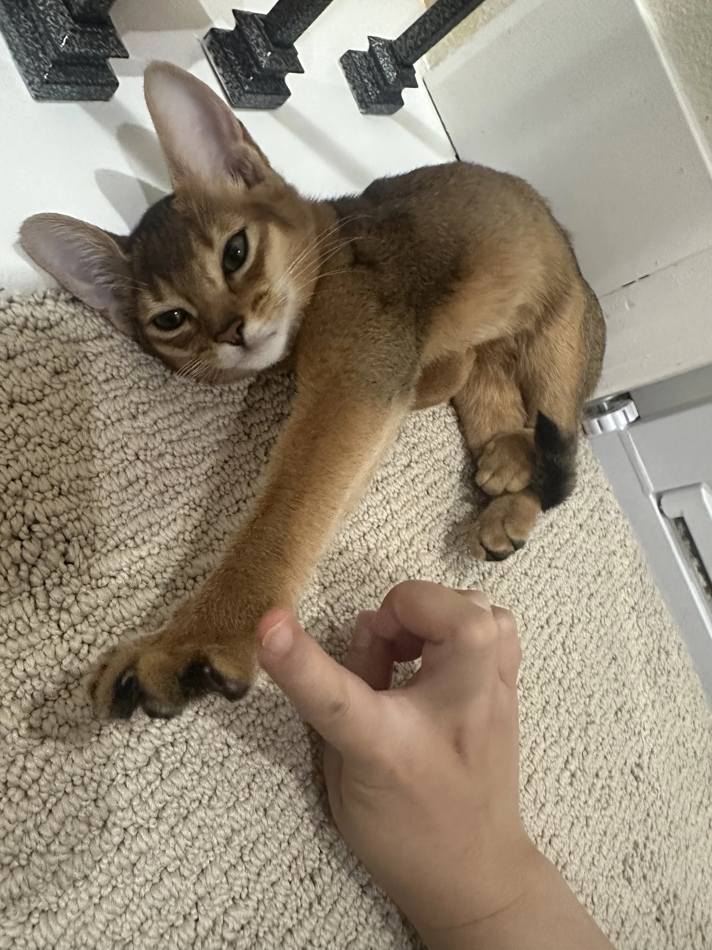 IMG_20251027_090545 1.jpeg