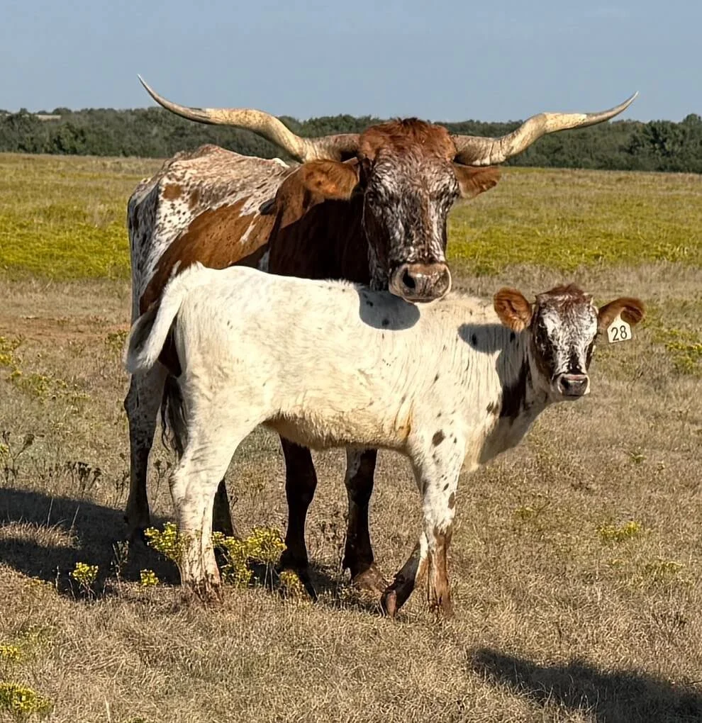 A large adult longhorn standing behind a smaller calf, on Curtis Longhorns farm in Oklahoma.