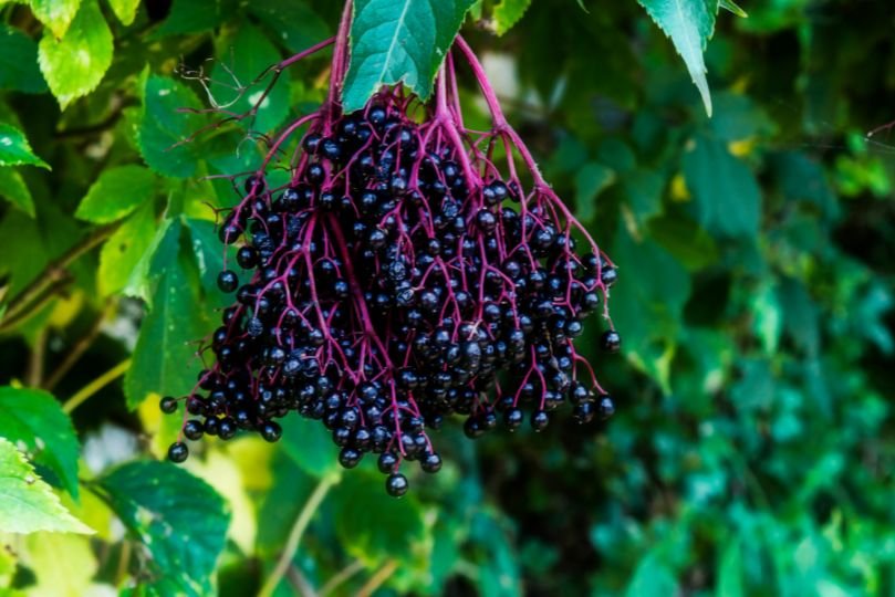 Immune Builder Tincture