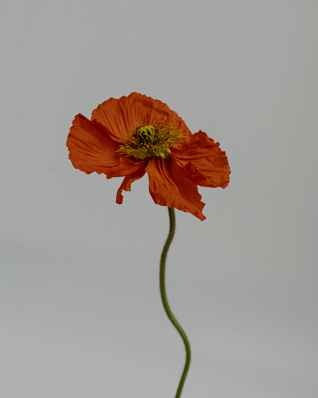 orange blomma mot minimalistisk bakgrund som symboliserar kreativ utveckling och språkligt stöd för författare
