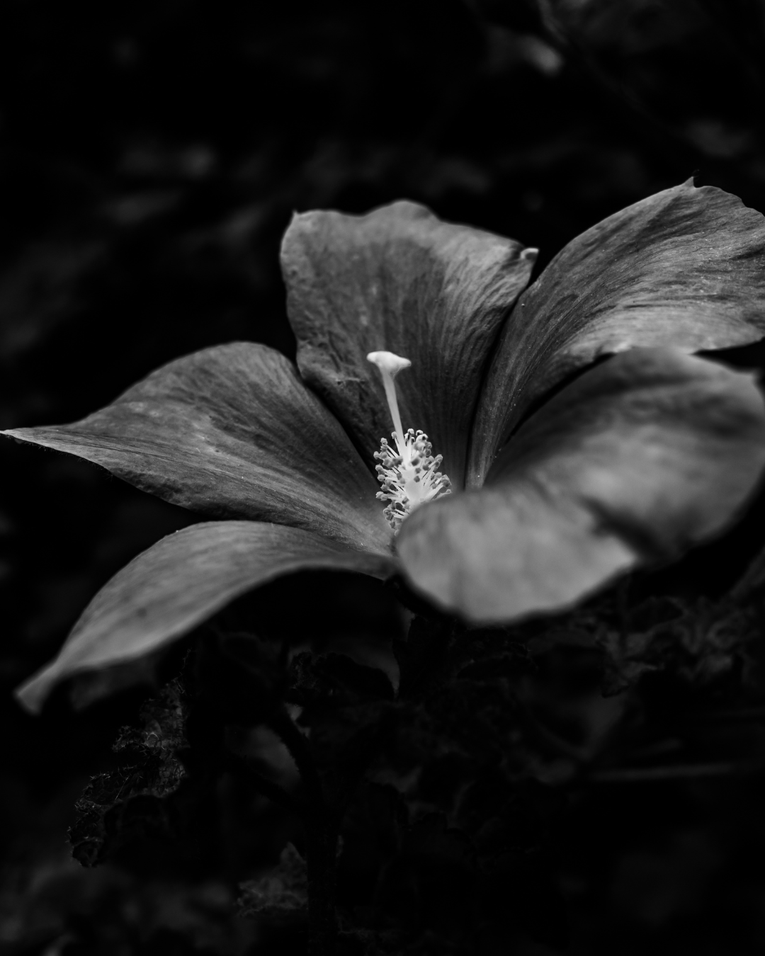 Svartvitt foto av en blomma med stora blad och en lång pistill